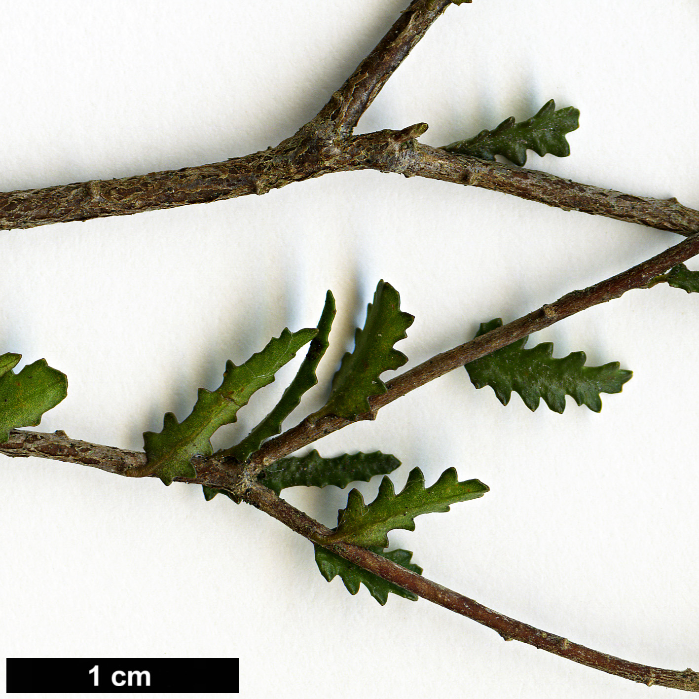 High resolution image: Family: Pittosporaceae - Genus: Pittosporum - Taxon: divaricatum