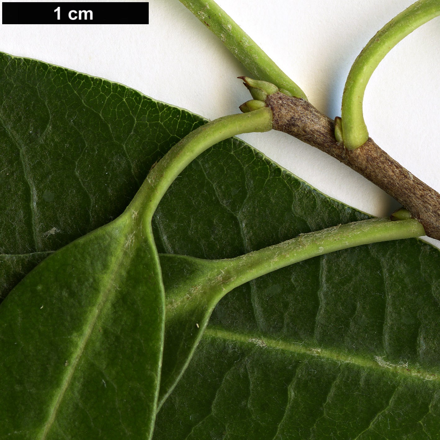 High resolution image: Family: Pittosporaceae - Genus: Pittosporum - Taxon: fasciculatum