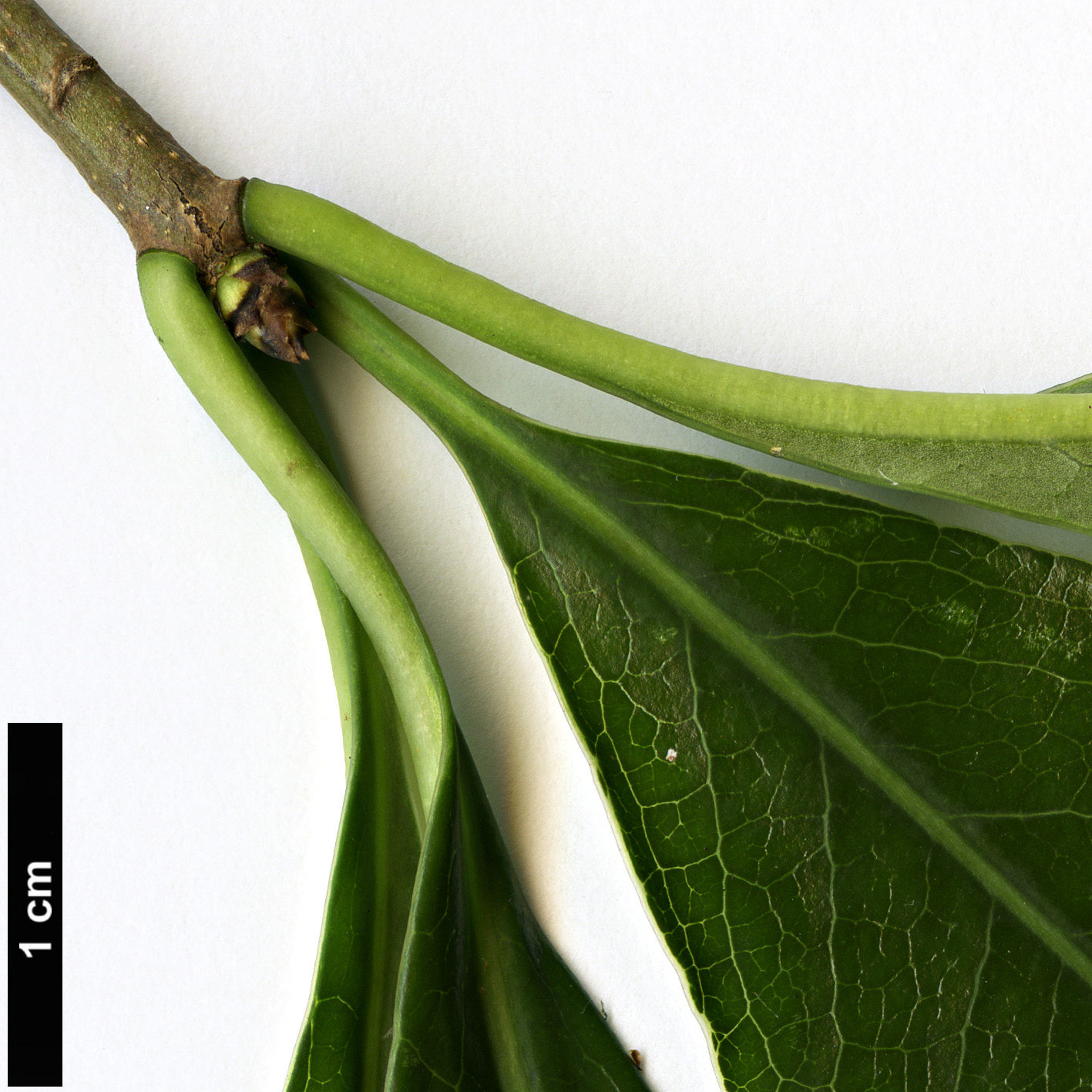 High resolution image: Family: Pittosporaceae - Genus: Pittosporum - Taxon: glabratum High resolution image: Family: Pittosporaceae - Genus: Pittosporum - Taxon: glabratum