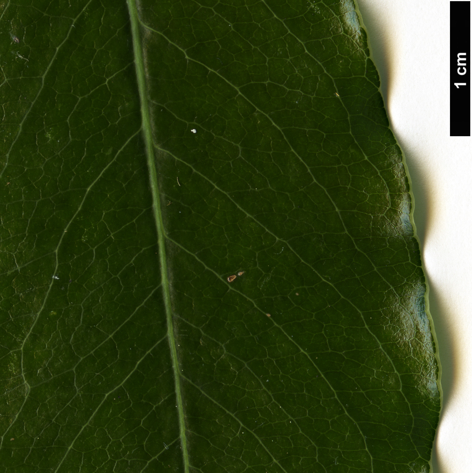 High resolution image: Family: Pittosporaceae - Genus: Pittosporum - Taxon: glabratum