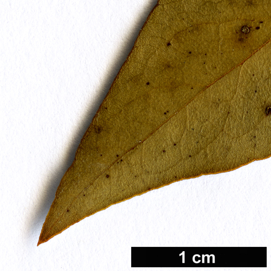 High resolution image: Family: Pittosporaceae - Genus: Pittosporum - Taxon: heterophyllum