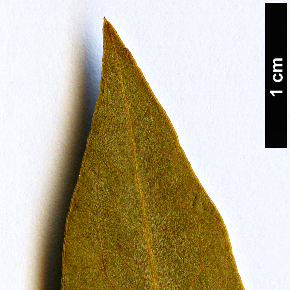 High resolution image: Family: Pittosporaceae - Genus: Pittosporum - Taxon: heterophyllum