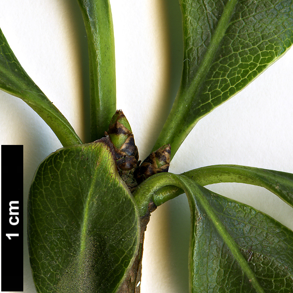 High resolution image: Family: Pittosporaceae - Genus: Pittosporum - Taxon: illicioides