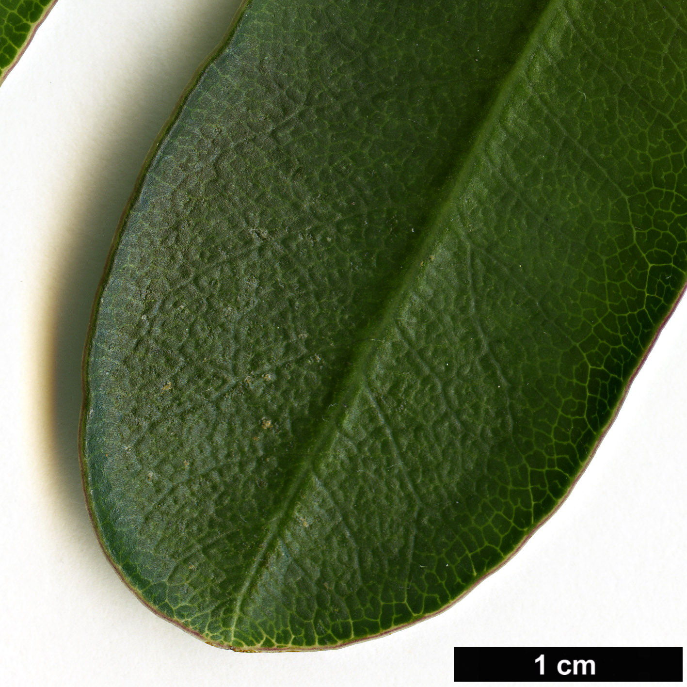 High resolution image: Family: Pittosporaceae - Genus: Pittosporum - Taxon: kirkii