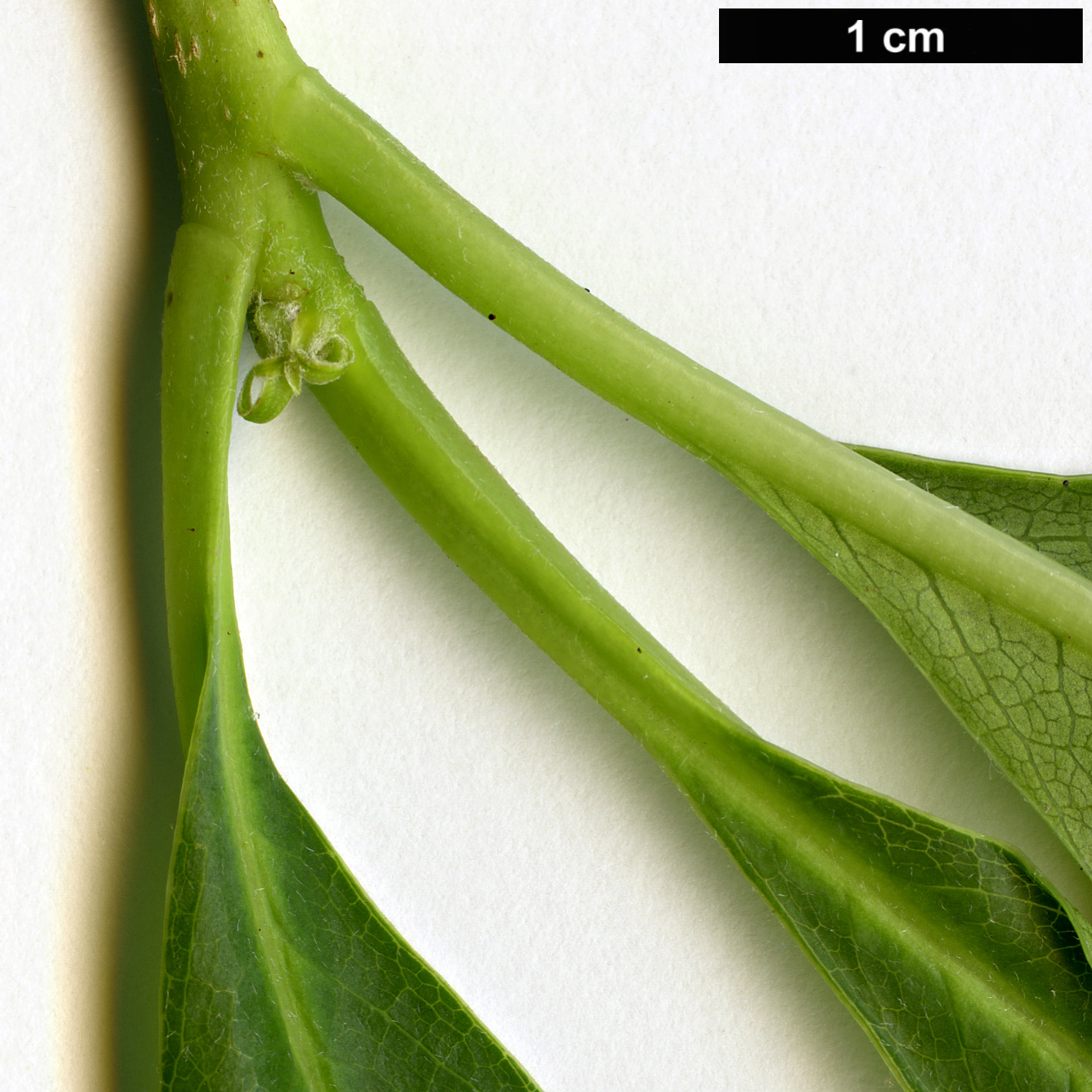 High resolution image: Family: Pittosporaceae - Genus: Pittosporum - Taxon: napaulense