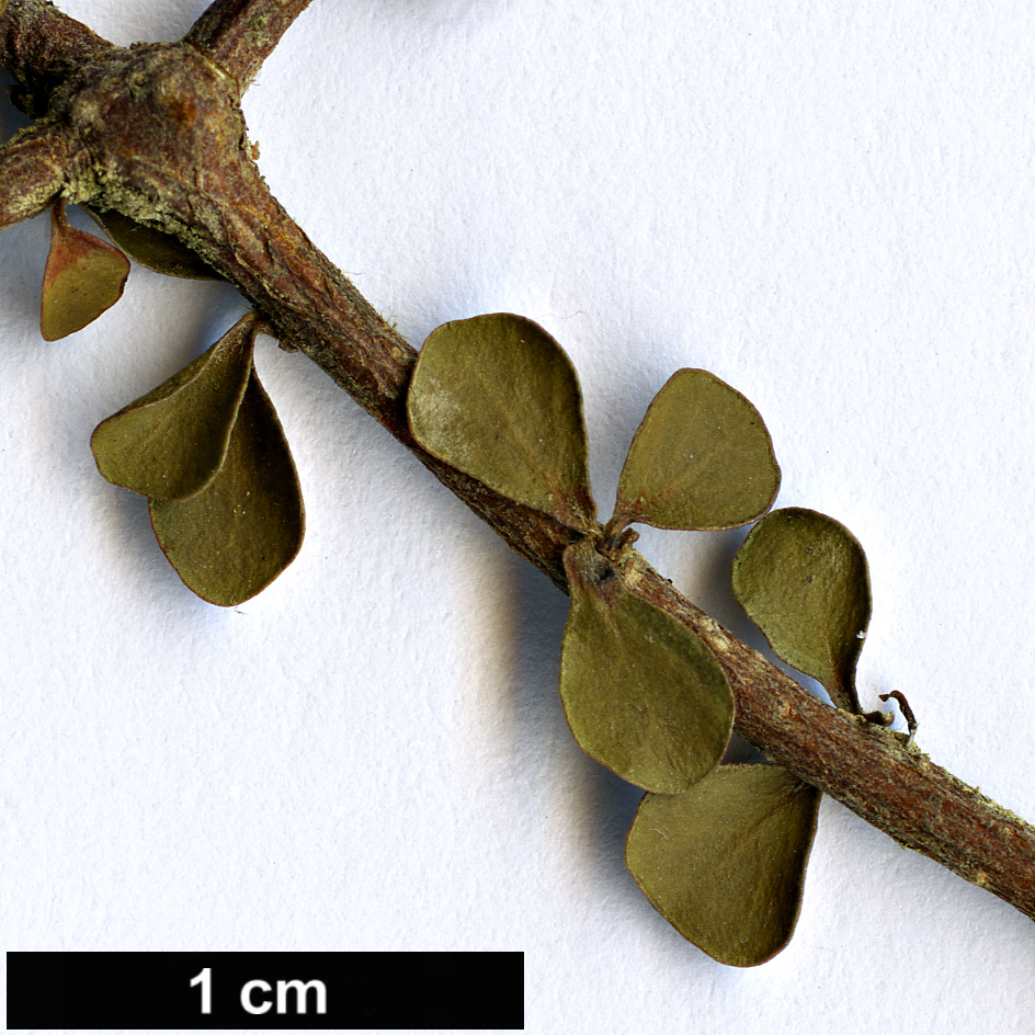 High resolution image: Family: Pittosporaceae - Genus: Pittosporum - Taxon: obcordatum