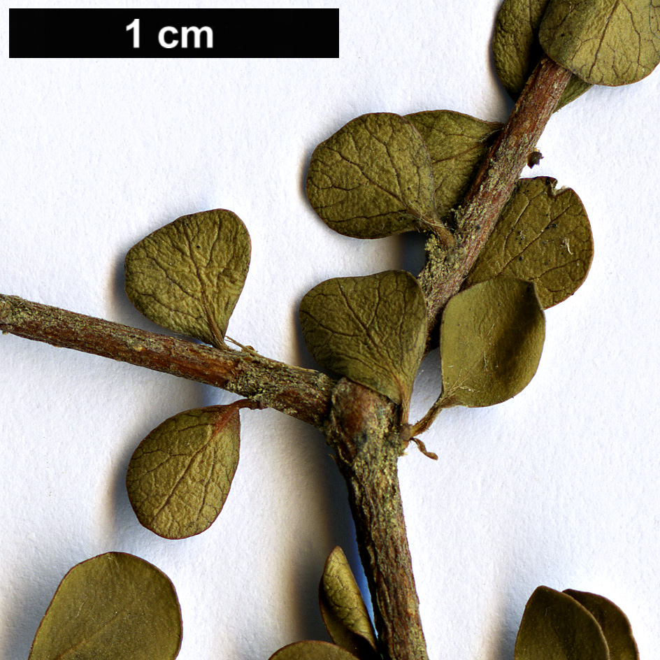 High resolution image: Family: Pittosporaceae - Genus: Pittosporum - Taxon: obcordatum