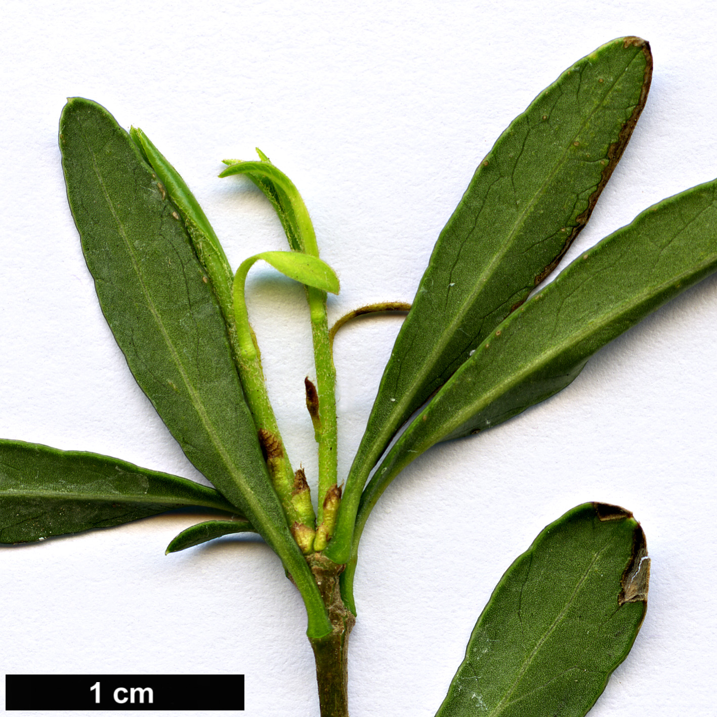 High resolution image: Family: Pittosporaceae - Genus: Pittosporum - Taxon: parvilimbum