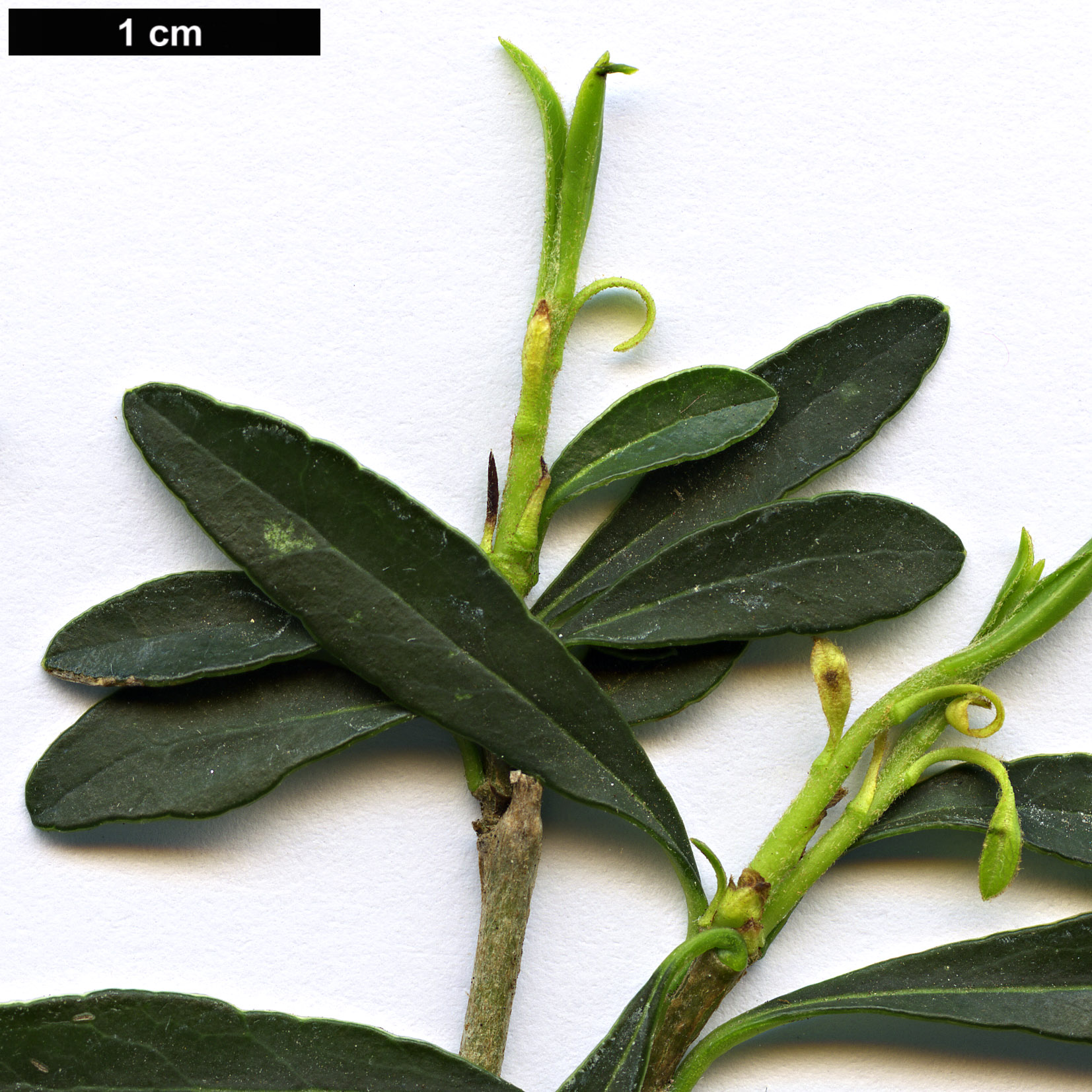 High resolution image: Family: Pittosporaceae - Genus: Pittosporum - Taxon: parvilimbum