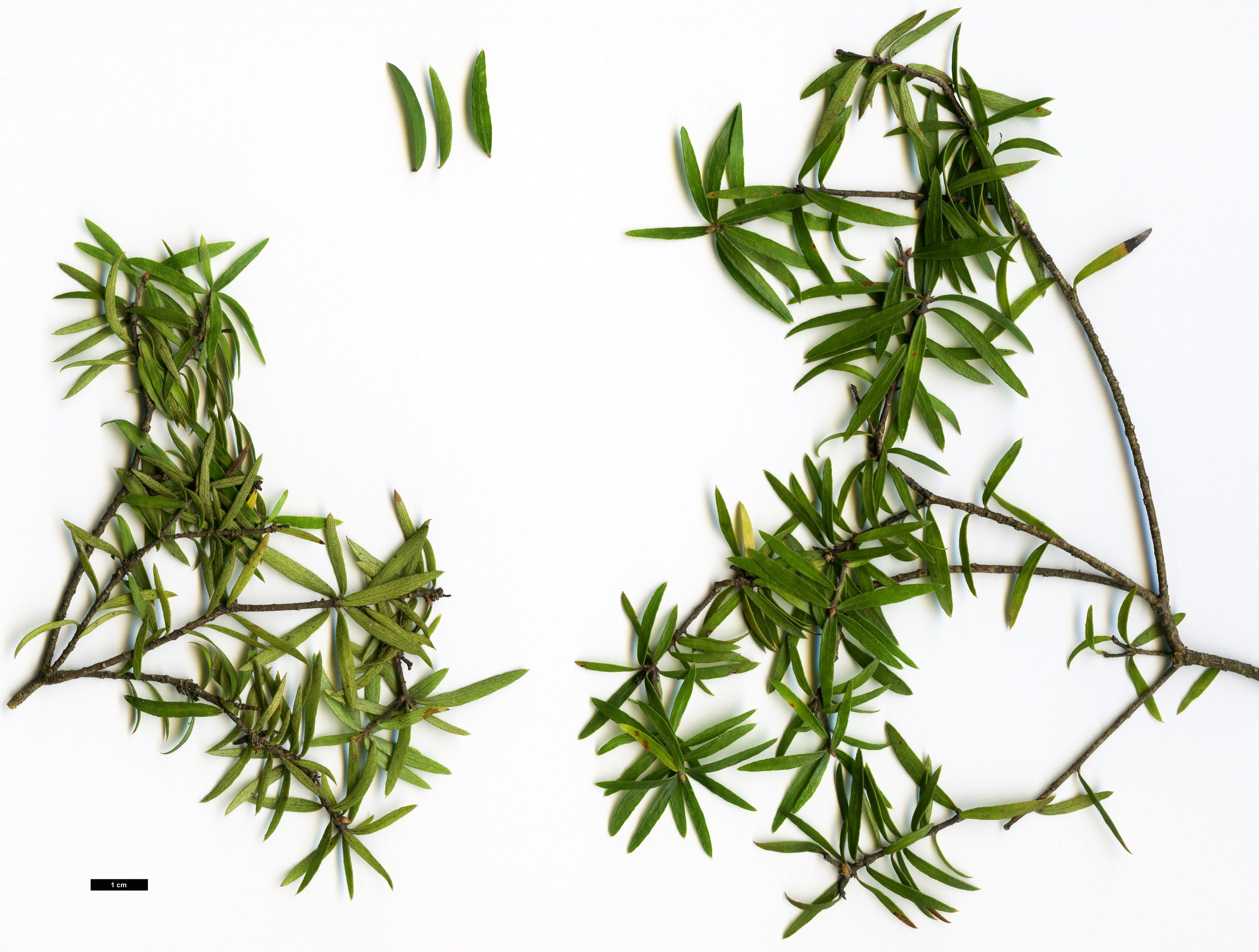 High resolution image: Family: Pittosporaceae - Genus: Pittosporum - Taxon: pimeleoides High resolution image: Family: Pittosporaceae - Genus: Pittosporum - Taxon: pimeleoides