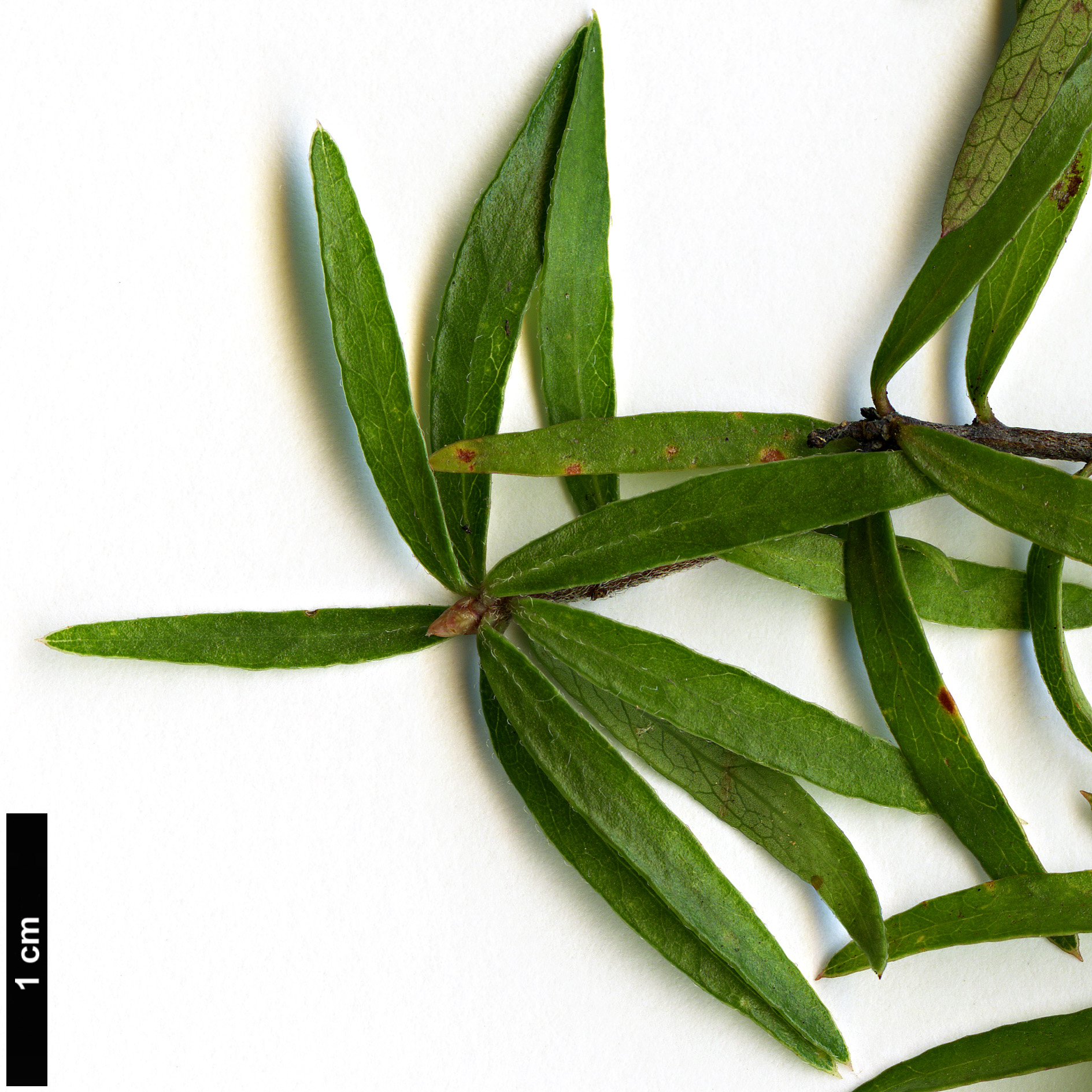 High resolution image: Family: Pittosporaceae - Genus: Pittosporum - Taxon: pimeleoides High resolution image: Family: Pittosporaceae - Genus: Pittosporum - Taxon: pimeleoides