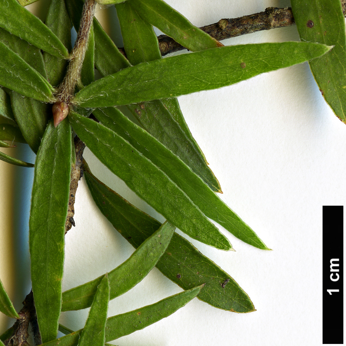 High resolution image: Family: Pittosporaceae - Genus: Pittosporum - Taxon: pimeleoides High resolution image: Family: Pittosporaceae - Genus: Pittosporum - Taxon: pimeleoides