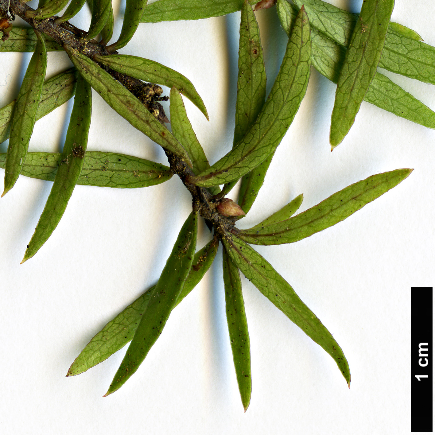 High resolution image: Family: Pittosporaceae - Genus: Pittosporum - Taxon: pimeleoides High resolution image: Family: Pittosporaceae - Genus: Pittosporum - Taxon: pimeleoides