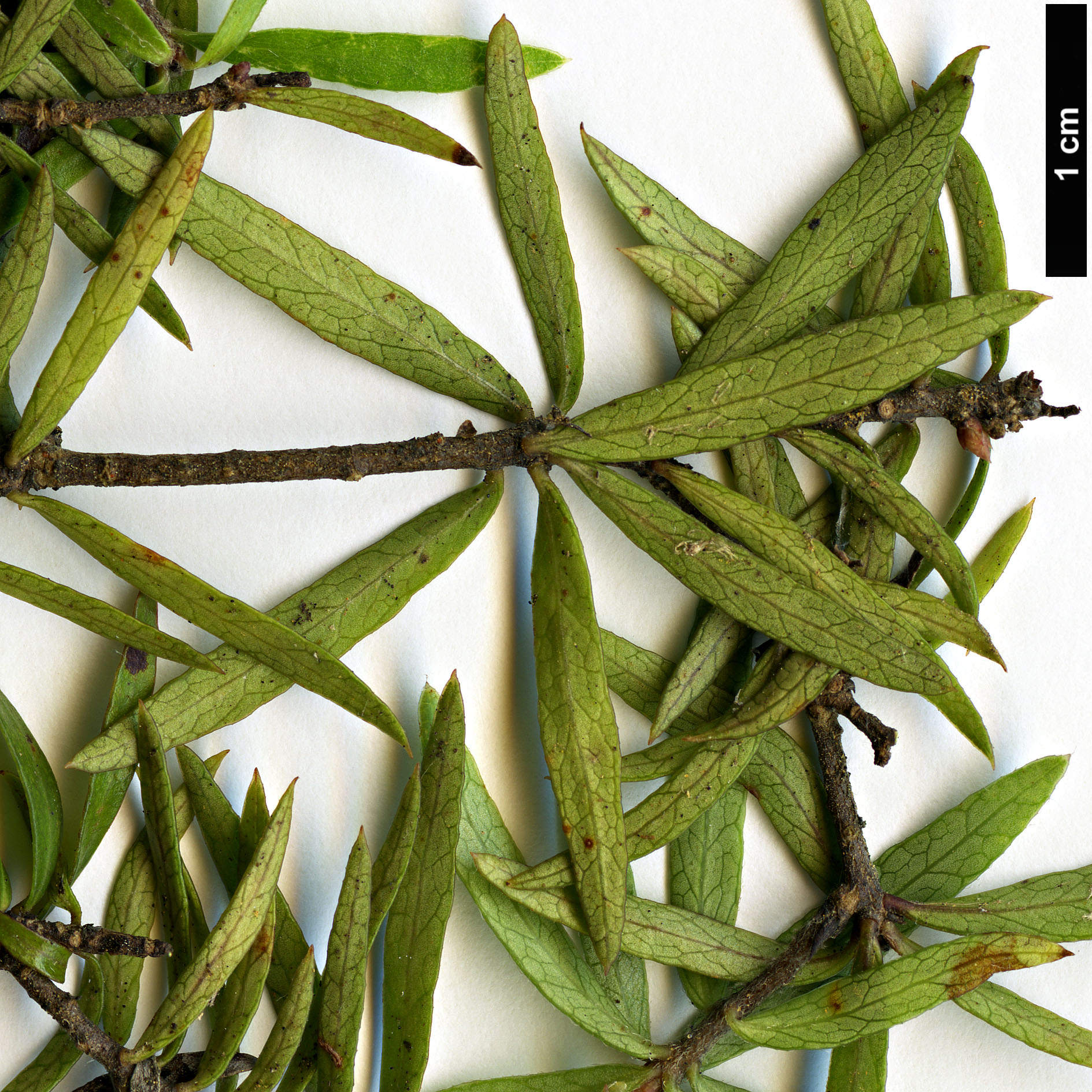 High resolution image: Family: Pittosporaceae - Genus: Pittosporum - Taxon: pimeleoides High resolution image: Family: Pittosporaceae - Genus: Pittosporum - Taxon: pimeleoides