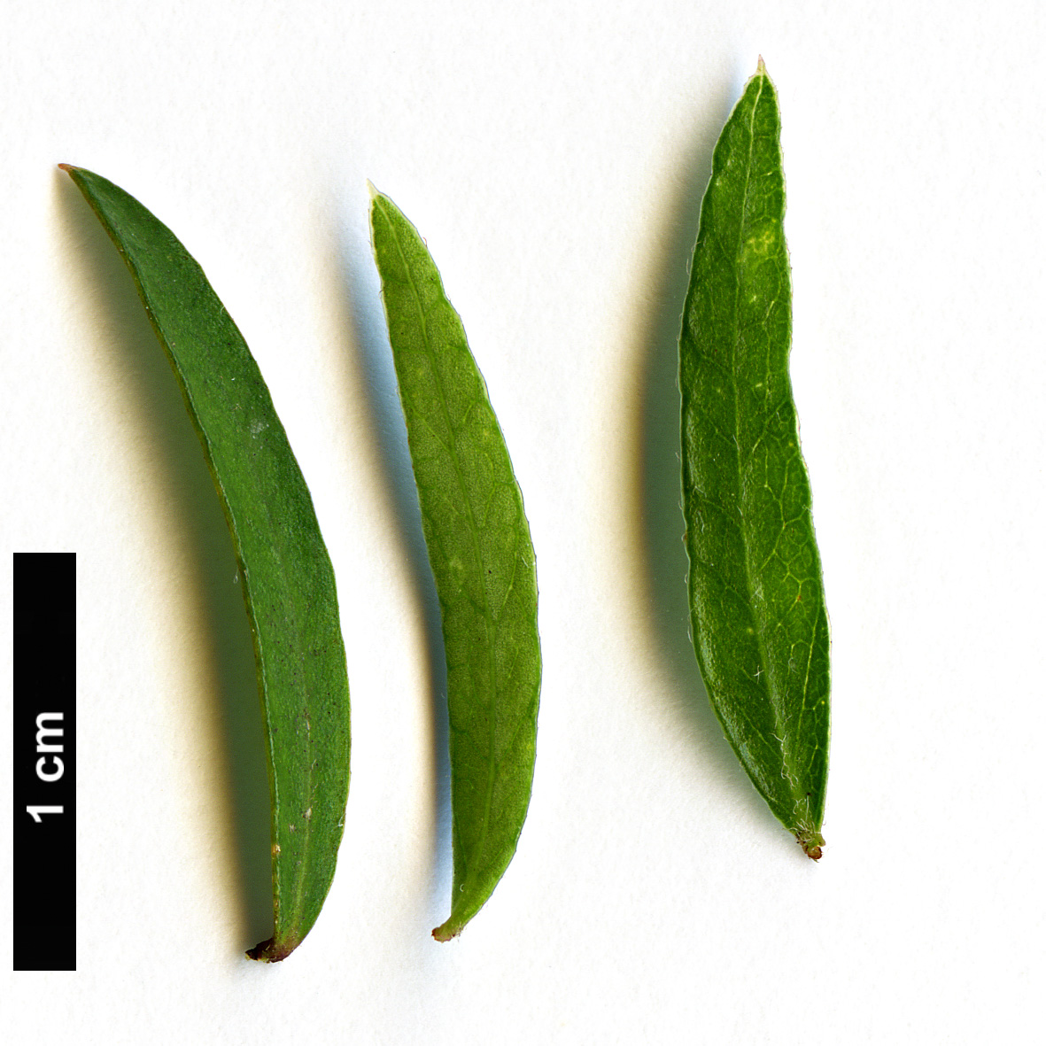 High resolution image: Family: Pittosporaceae - Genus: Pittosporum - Taxon: pimeleoides High resolution image: Family: Pittosporaceae - Genus: Pittosporum - Taxon: pimeleoides