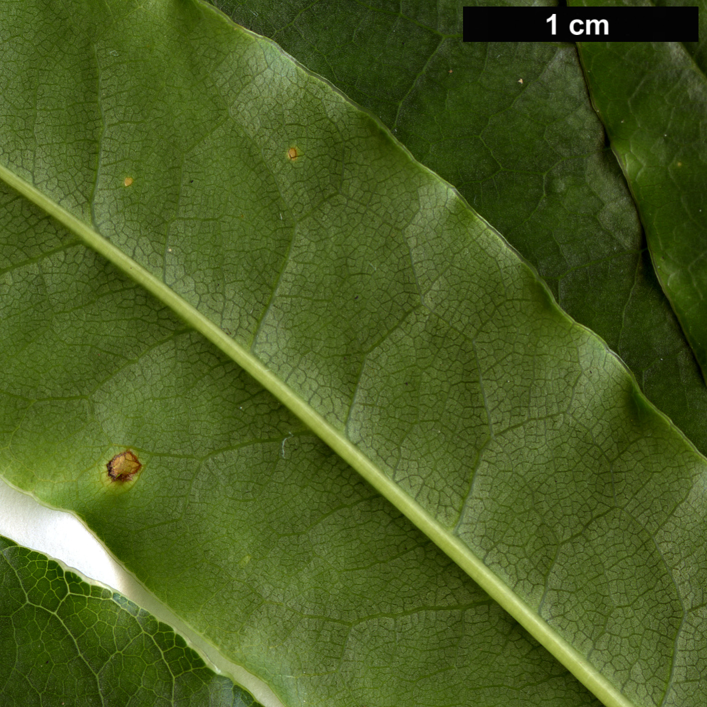 High resolution image: Family: Pittosporaceae - Genus: Pittosporum - Taxon: senacia