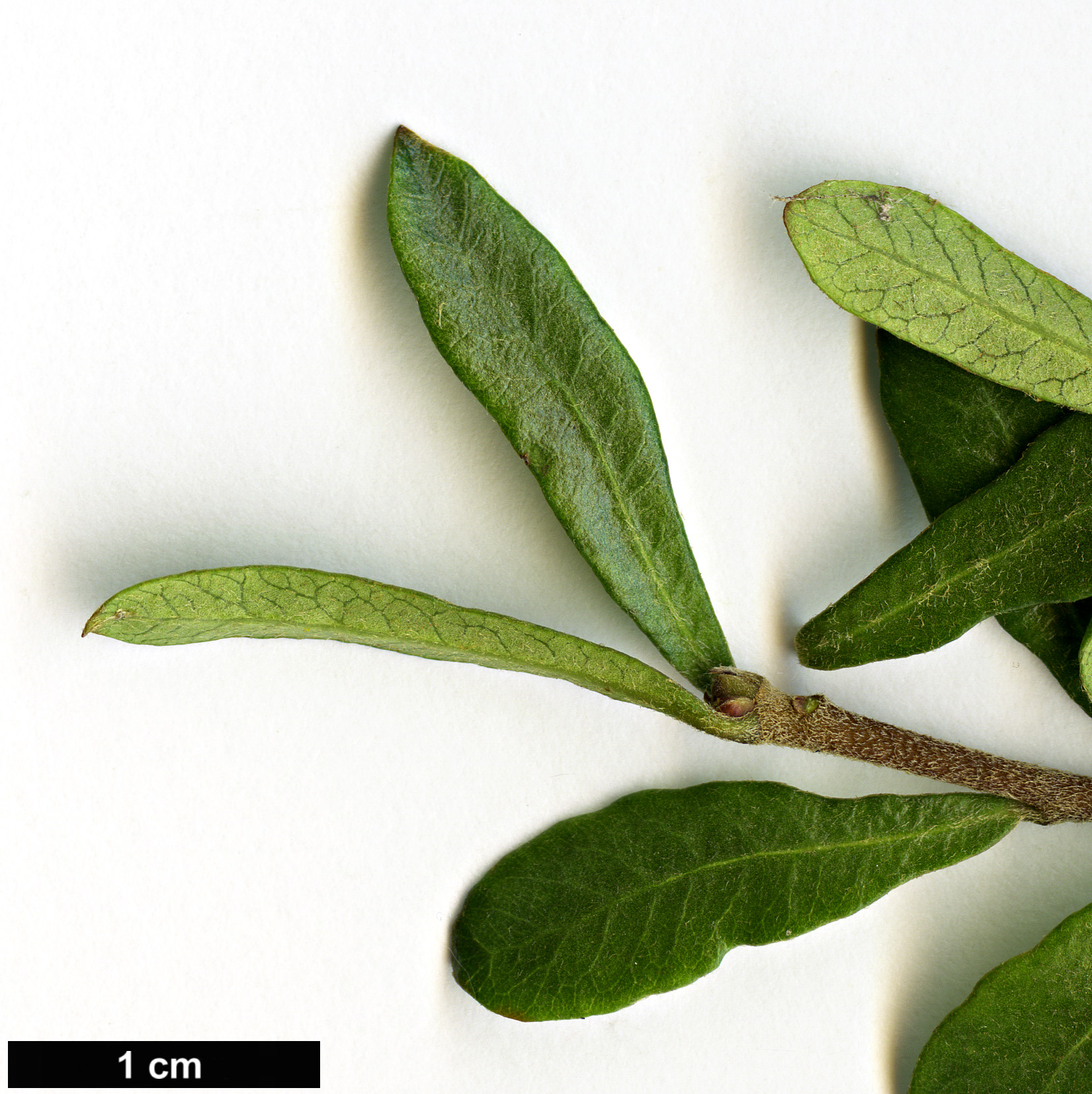 High resolution image: Family: Pittosporaceae - Genus: Pittosporum - Taxon: turneri