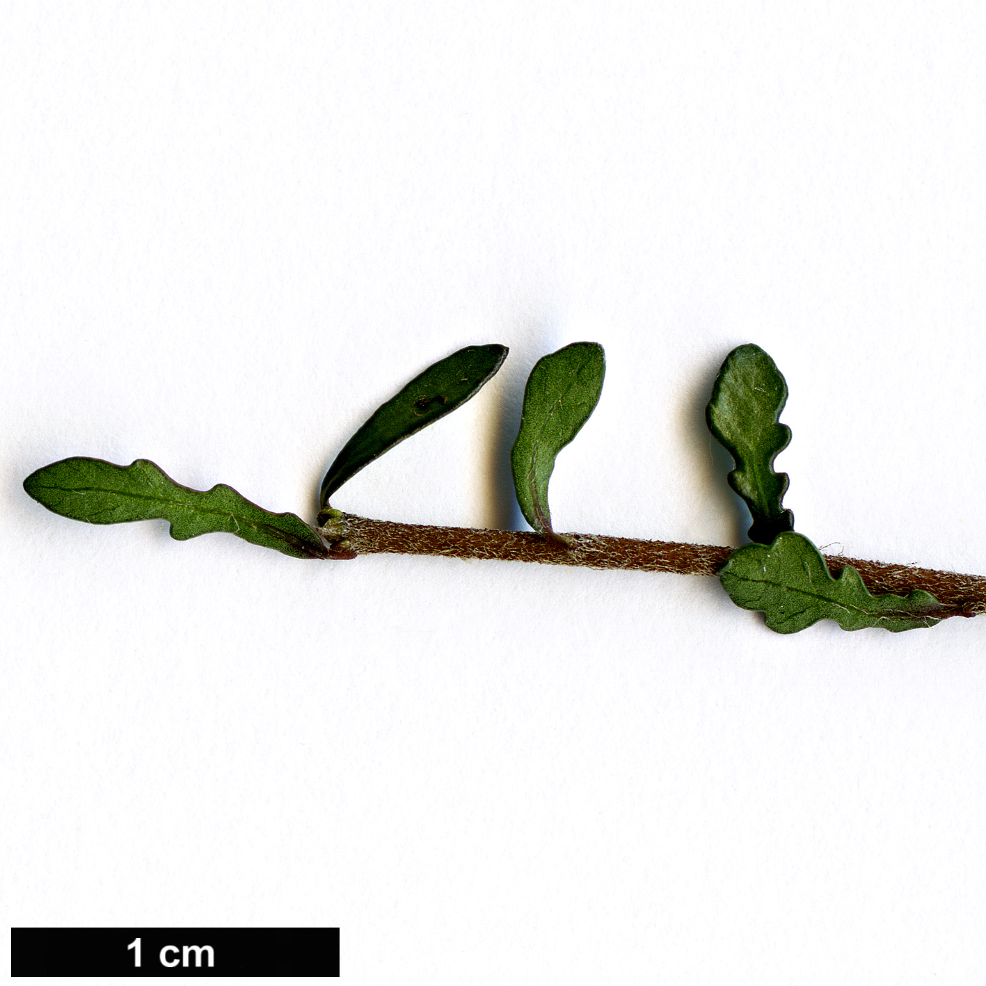 High resolution image: Family: Pittosporaceae - Genus: Pittosporum - Taxon: turneri