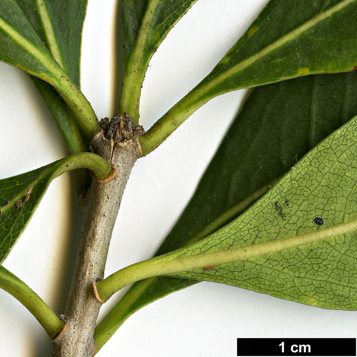 High resolution image: Family: Pittosporaceae - Genus: Pittosporum - Taxon: viridiflorum High resolution image: Family: Pittosporaceae - Genus: Pittosporum - Taxon: viridiflorum