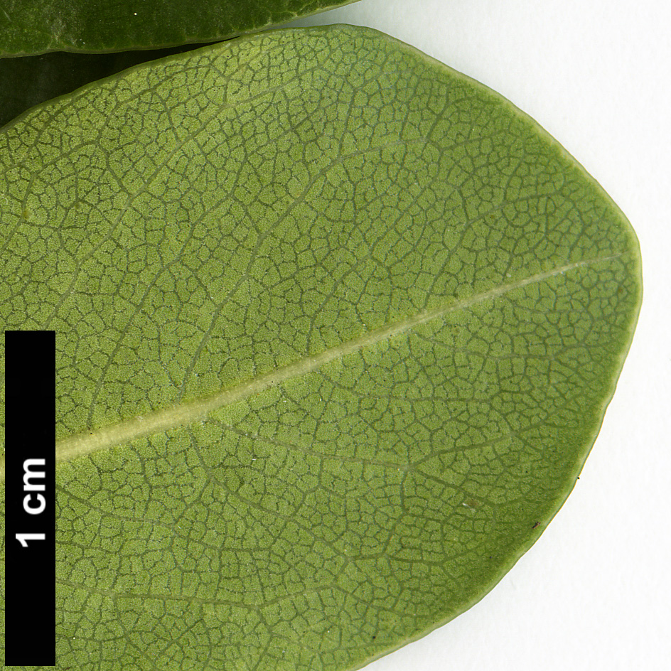 High resolution image: Family: Pittosporaceae - Genus: Pittosporum - Taxon: viridiflorum High resolution image: Family: Pittosporaceae - Genus: Pittosporum - Taxon: viridiflorum