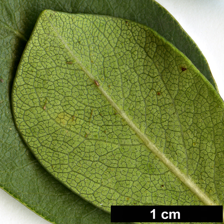 High resolution image: Family: Pittosporaceae - Genus: Pittosporum - Taxon: viridiflorum High resolution image: Family: Pittosporaceae - Genus: Pittosporum - Taxon: viridiflorum