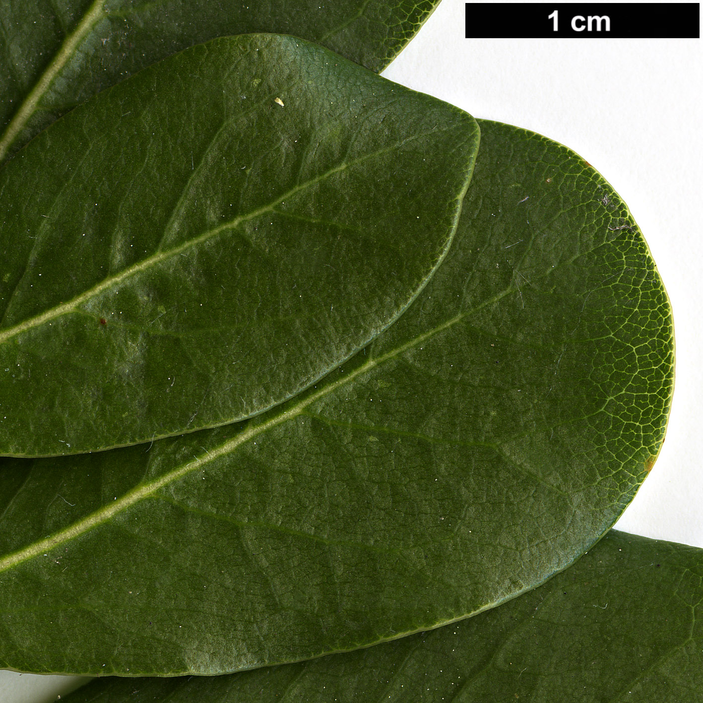 High resolution image: Family: Pittosporaceae - Genus: Pittosporum - Taxon: viridiflorum High resolution image: Family: Pittosporaceae - Genus: Pittosporum - Taxon: viridiflorum