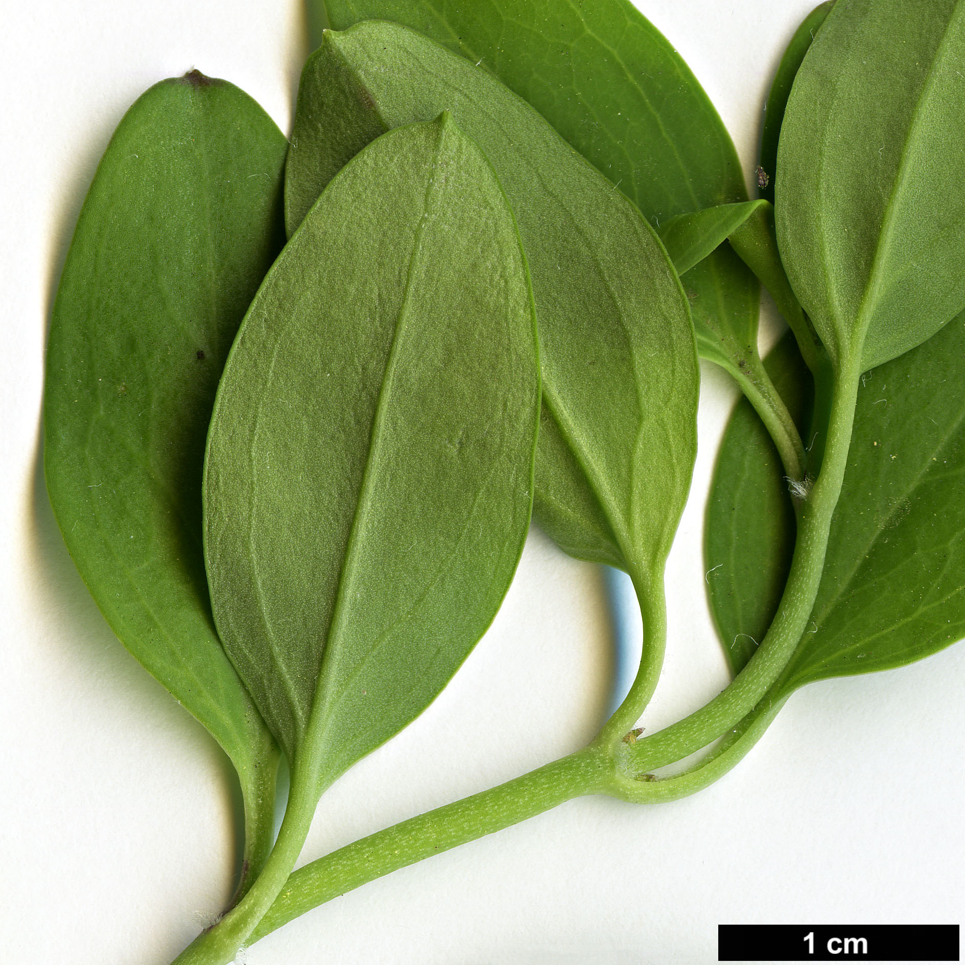 High resolution image: Family: Plantaginaceae - Genus: Gambelia - Taxon: speciosa