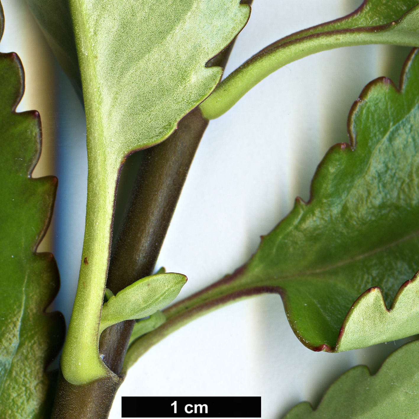 High resolution image: Family: Plantaginaceae - Genus: Hebe - Taxon: hulkeana