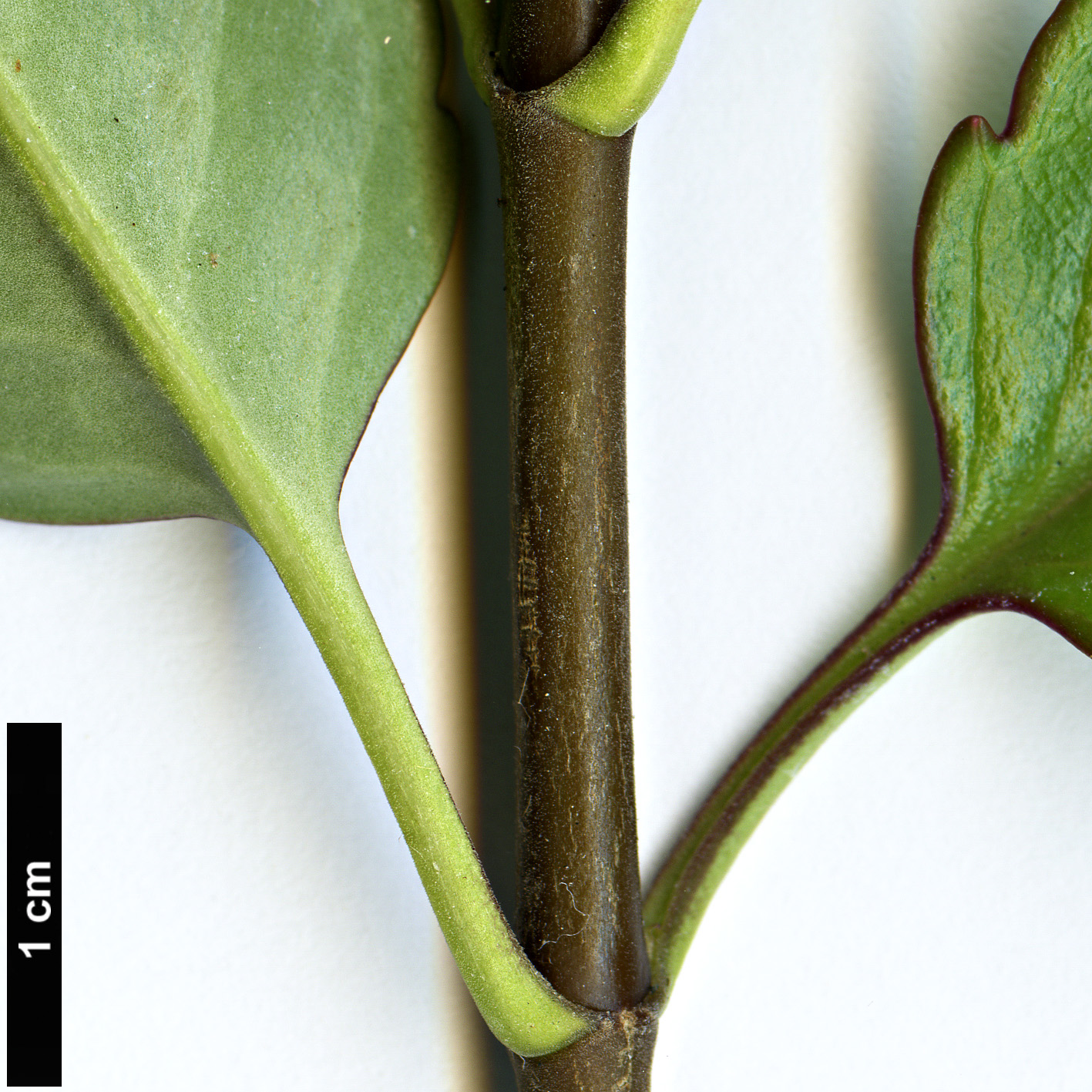 High resolution image: Family: Plantaginaceae - Genus: Hebe - Taxon: hulkeana