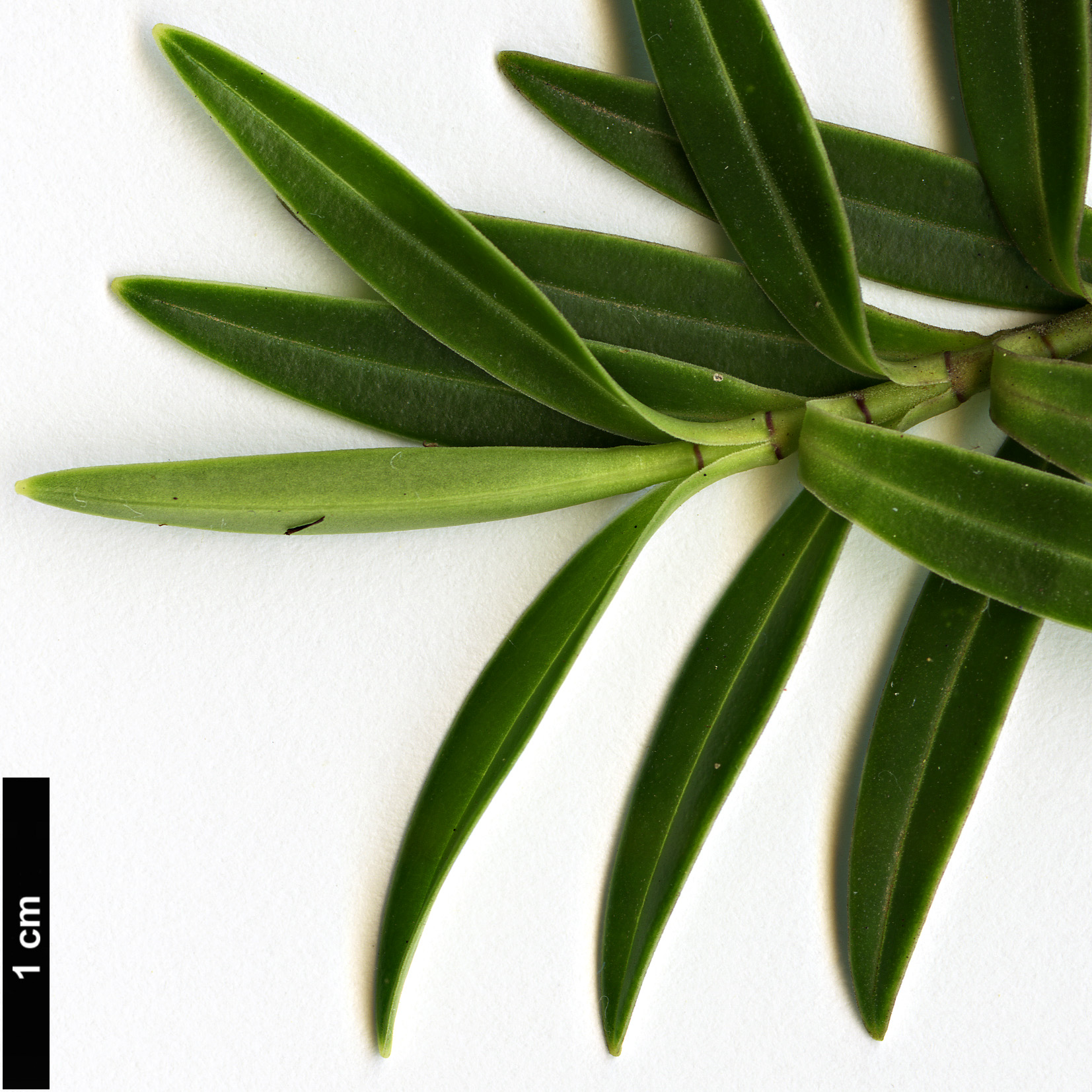 High resolution image: Family: Plantaginaceae - Genus: Hebe - Taxon: parviflora - SpeciesSub: ’Holdsworth’