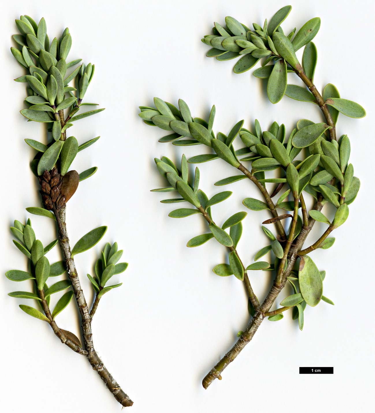 High resolution image: Family: Plantaginaceae - Genus: Hebe - Taxon: pinguifolia