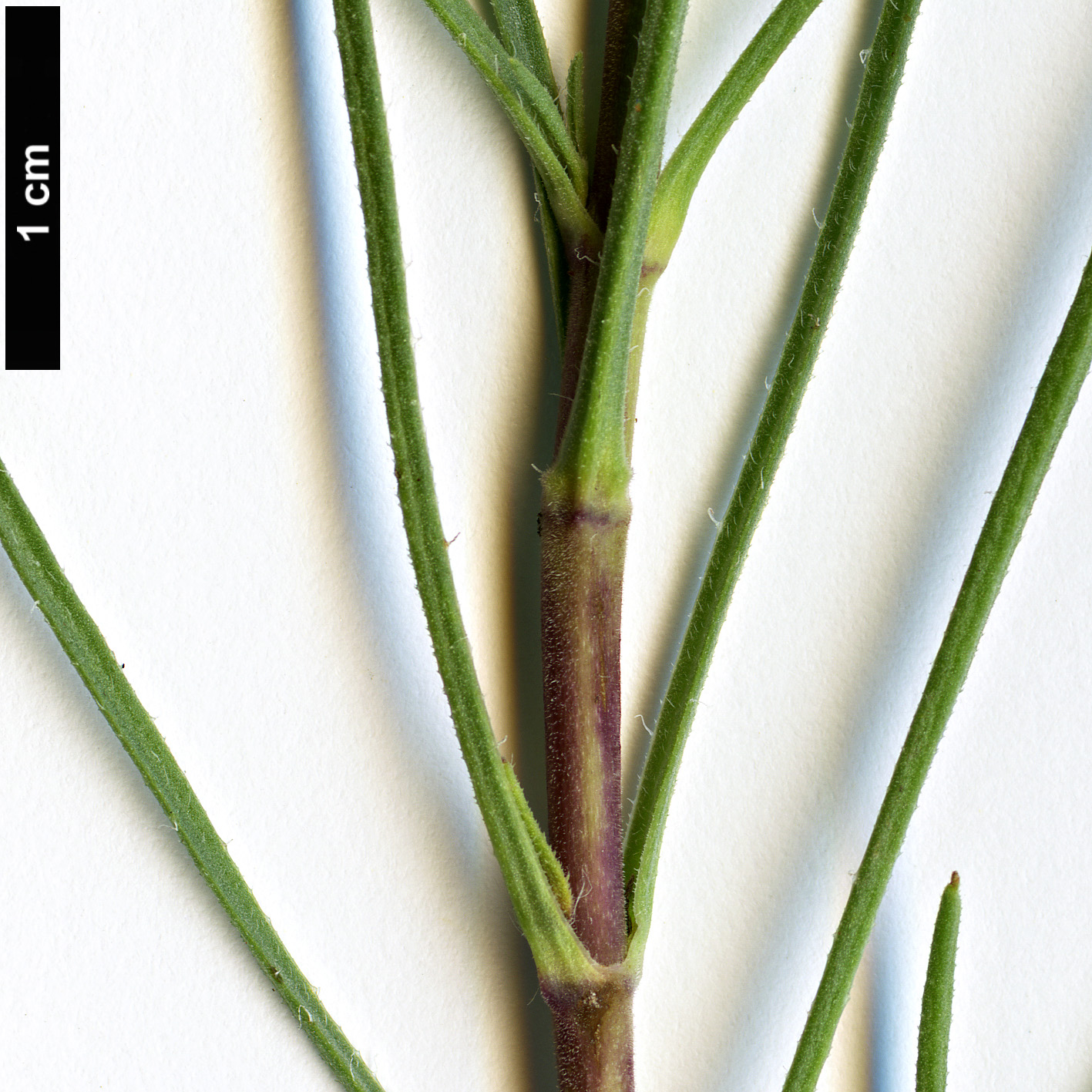 High resolution image: Family: Plantaginaceae - Genus: Plantago - Taxon: sempervirens