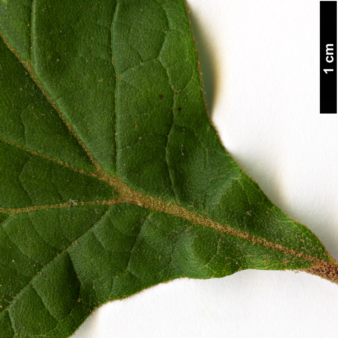 High resolution image: Family: Platanaceae - Genus: Platanus - Taxon: mexicana