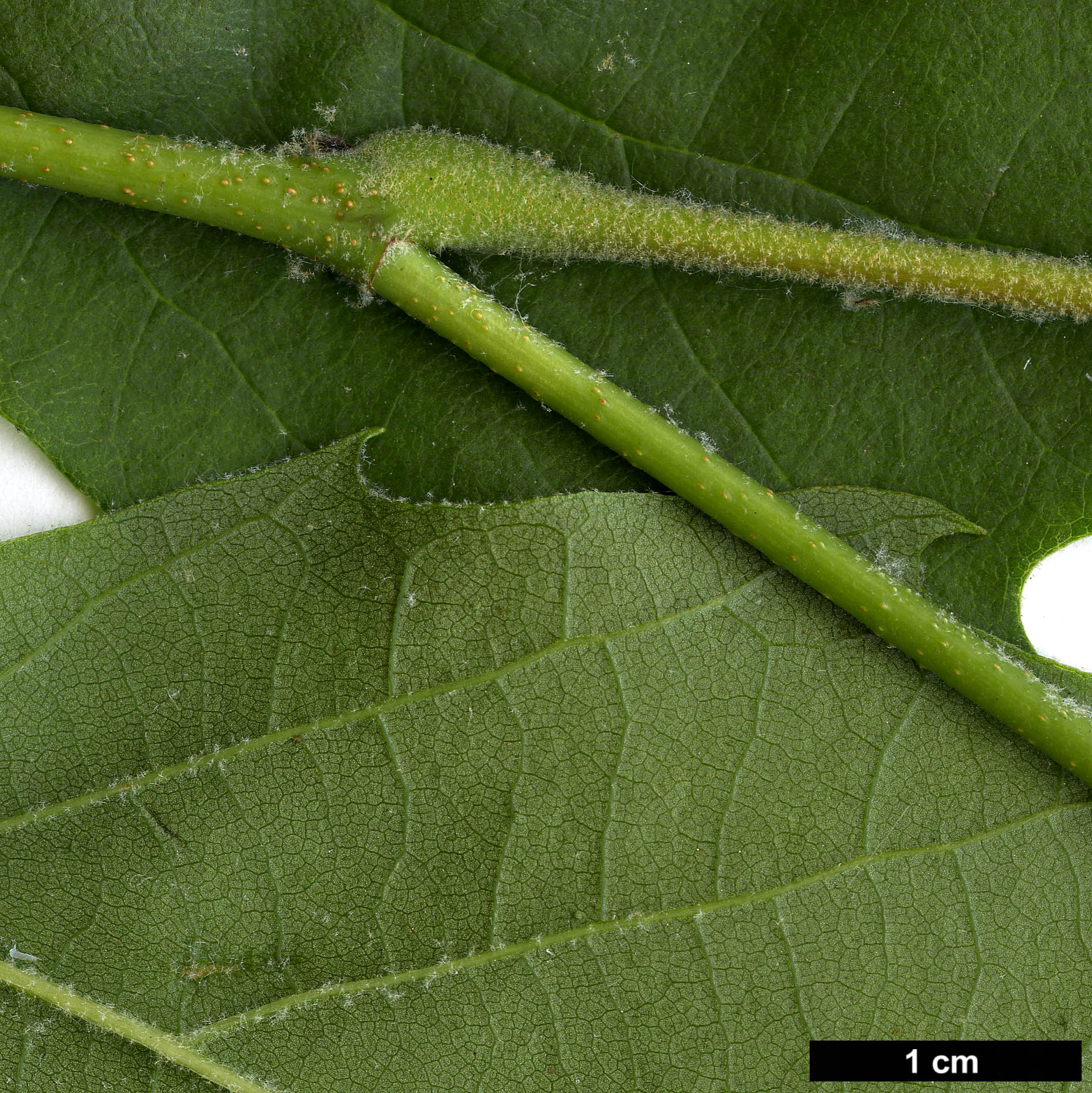 High resolution image: Family: Platanaceae - Genus: Platanus - Taxon: occidentalis