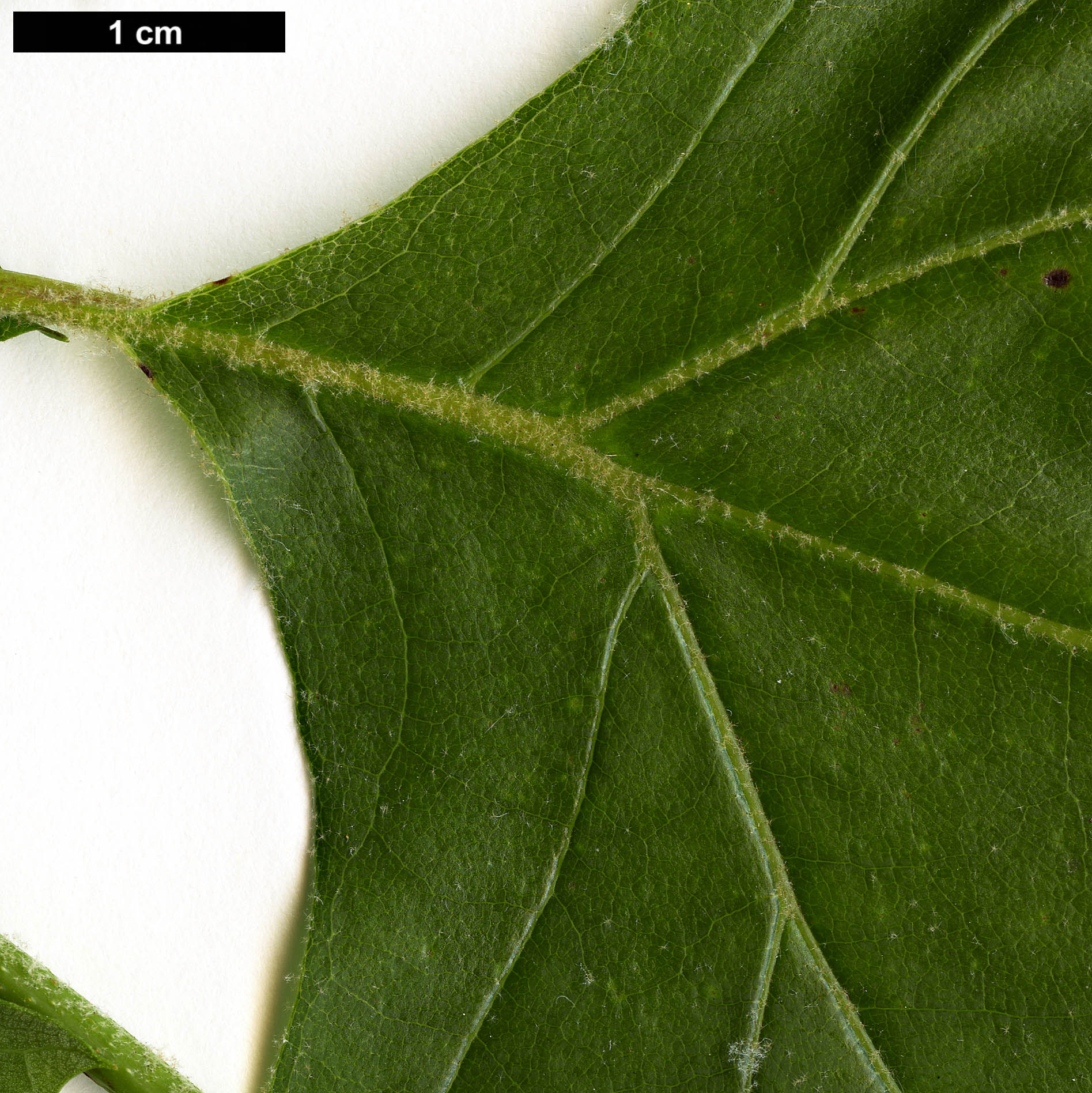 High resolution image: Family: Platanaceae - Genus: Platanus - Taxon: occidentalis