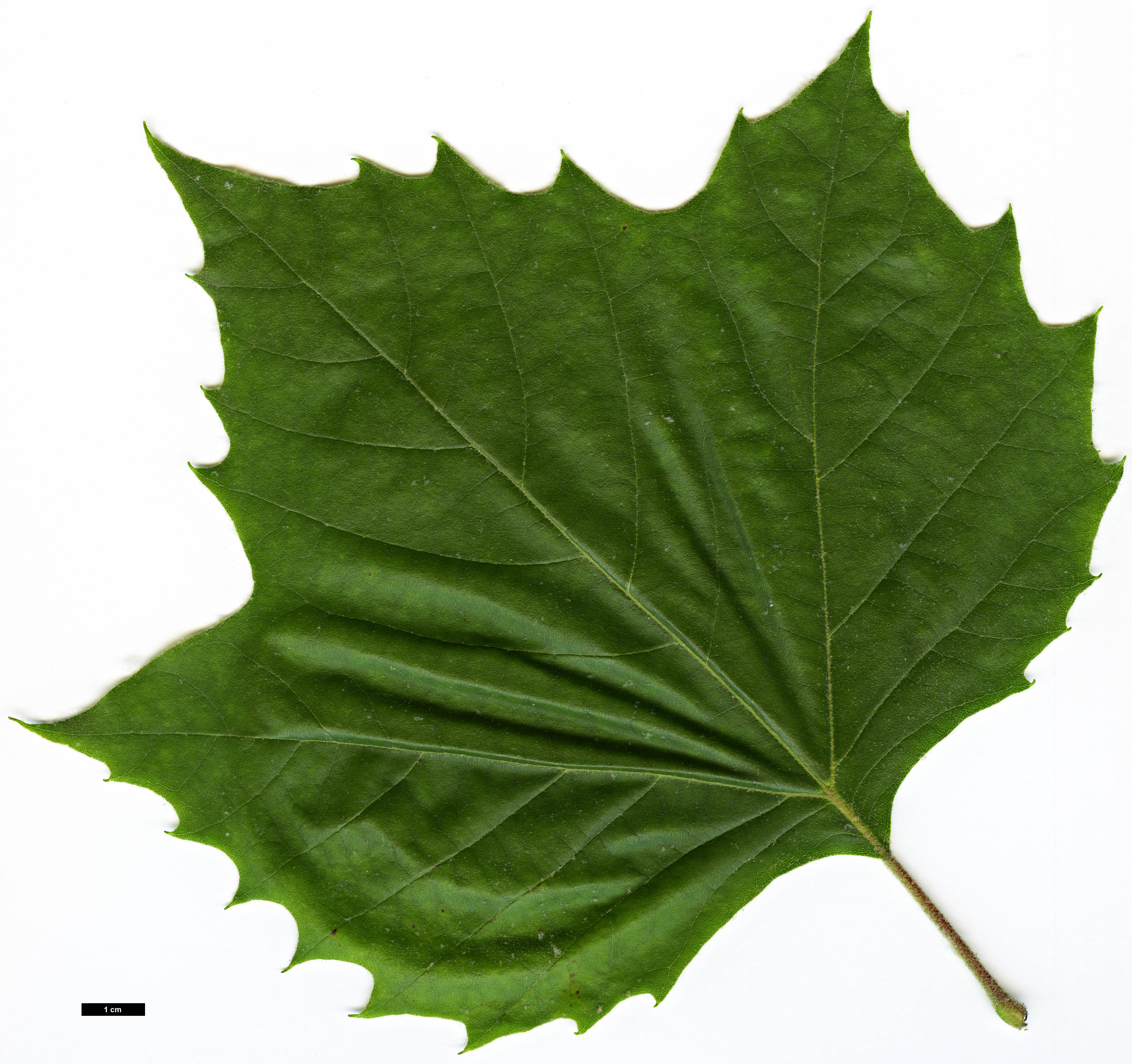 High resolution image: Family: Platanaceae - Genus: Platanus - Taxon: occidentalis