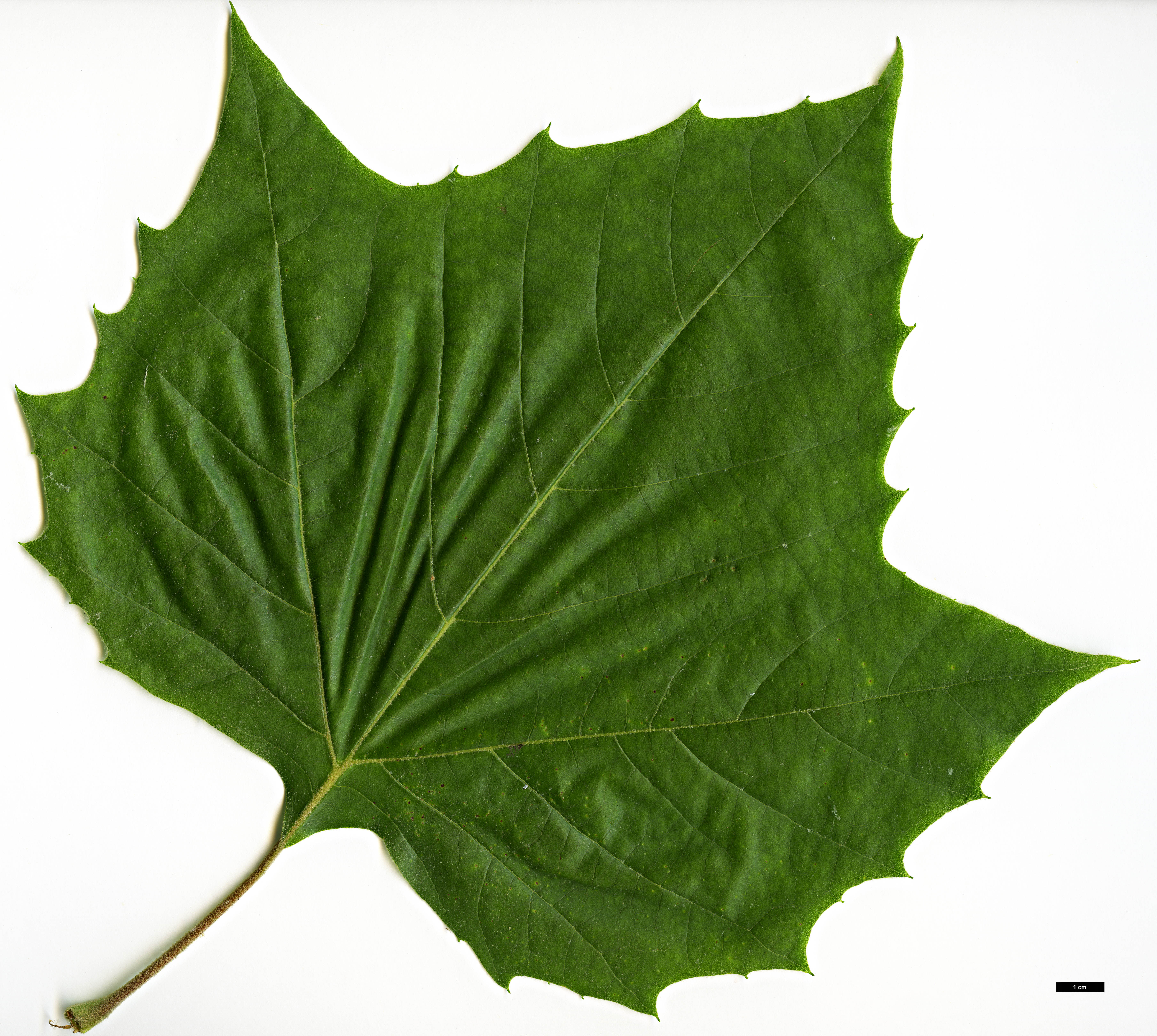 High resolution image: Family: Platanaceae - Genus: Platanus - Taxon: occidentalis