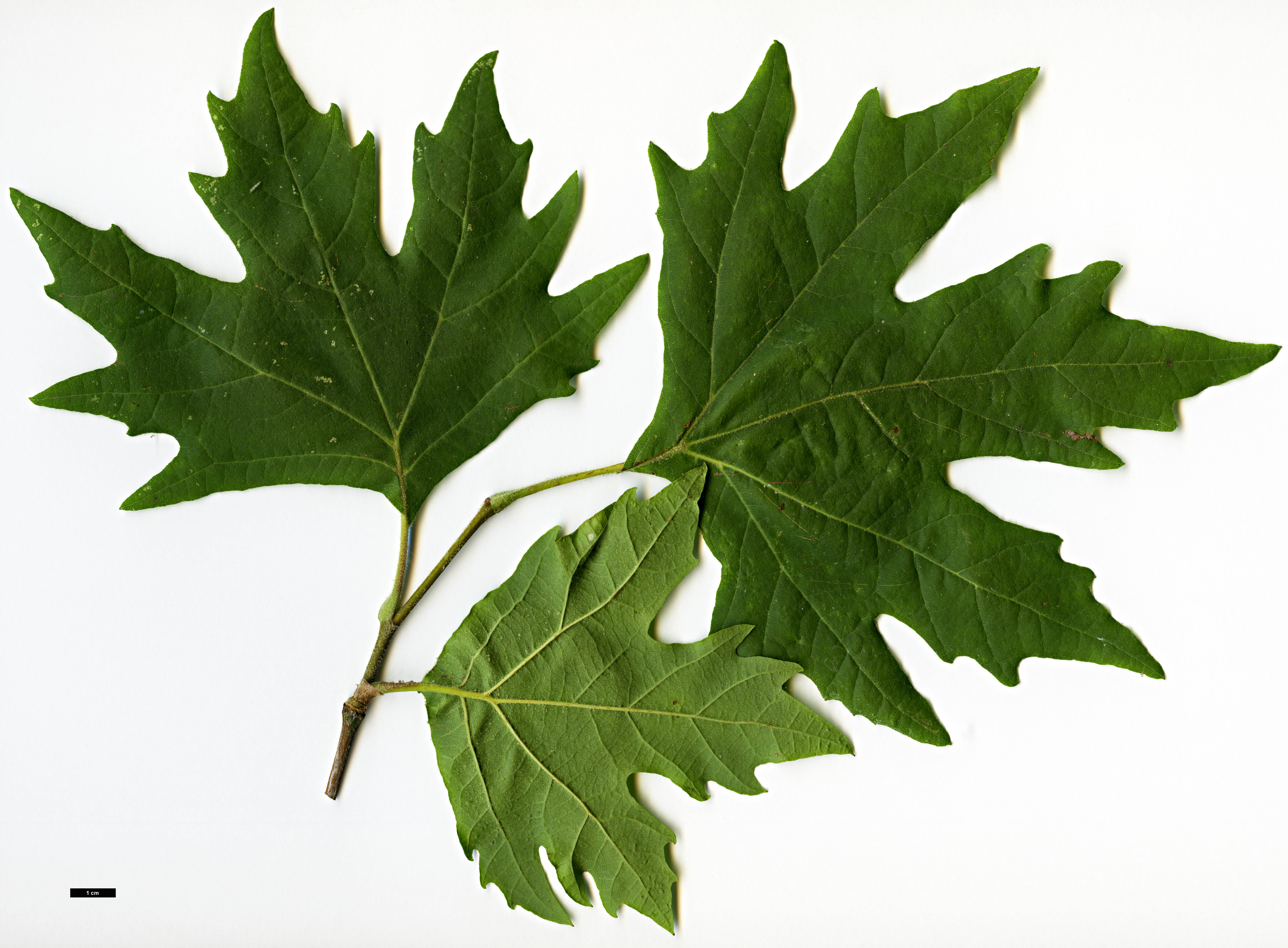 High resolution image: Family: Platanaceae - Genus: Platanus - Taxon: orientalis