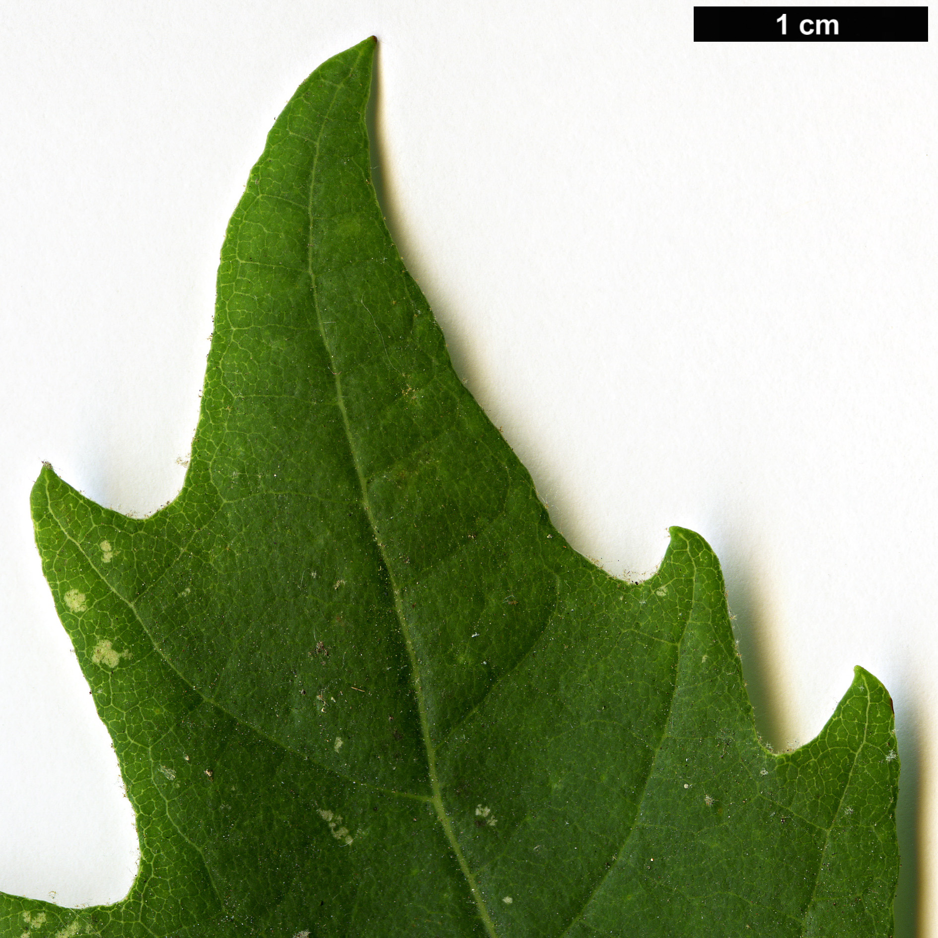 High resolution image: Family: Platanaceae - Genus: Platanus - Taxon: orientalis