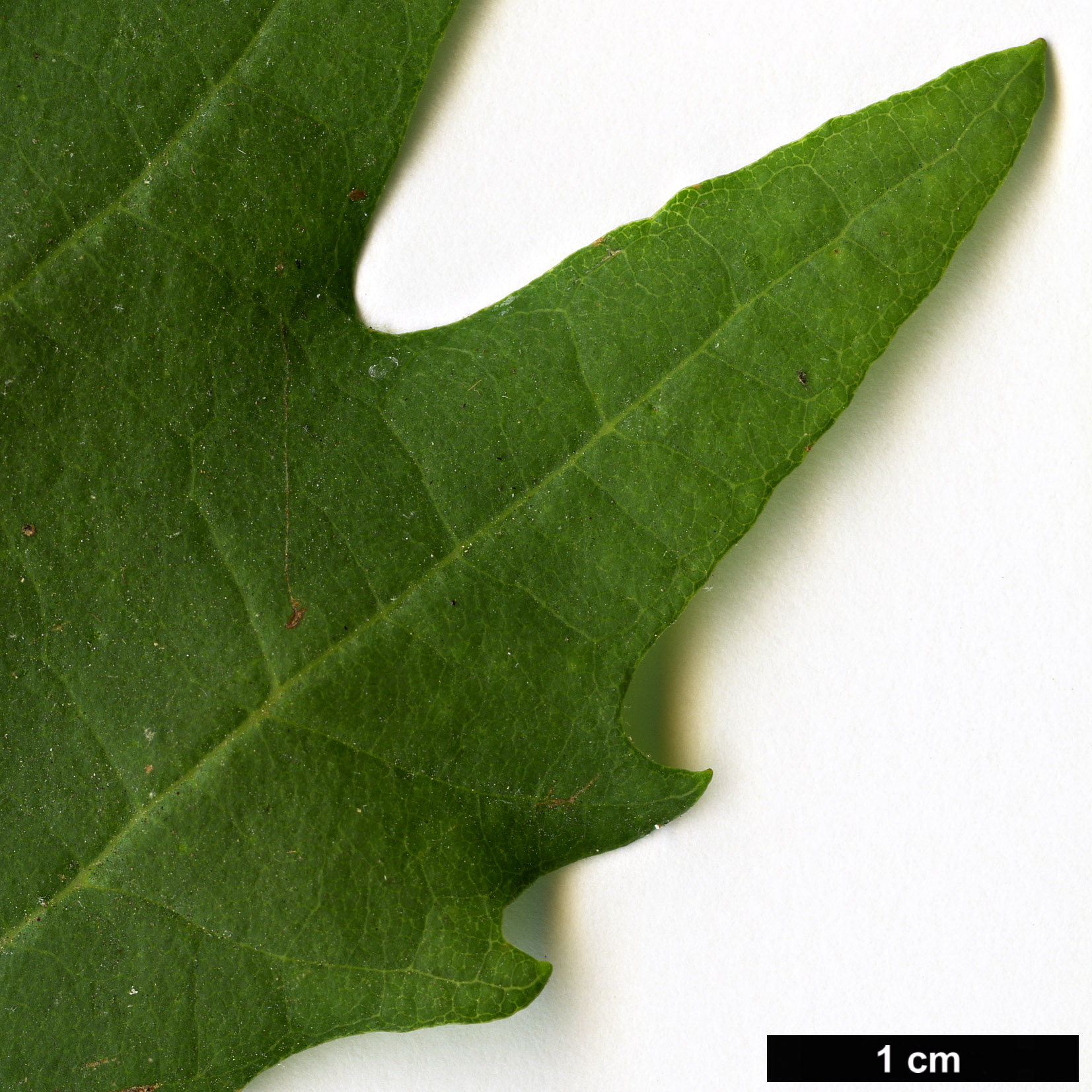 High resolution image: Family: Platanaceae - Genus: Platanus - Taxon: orientalis