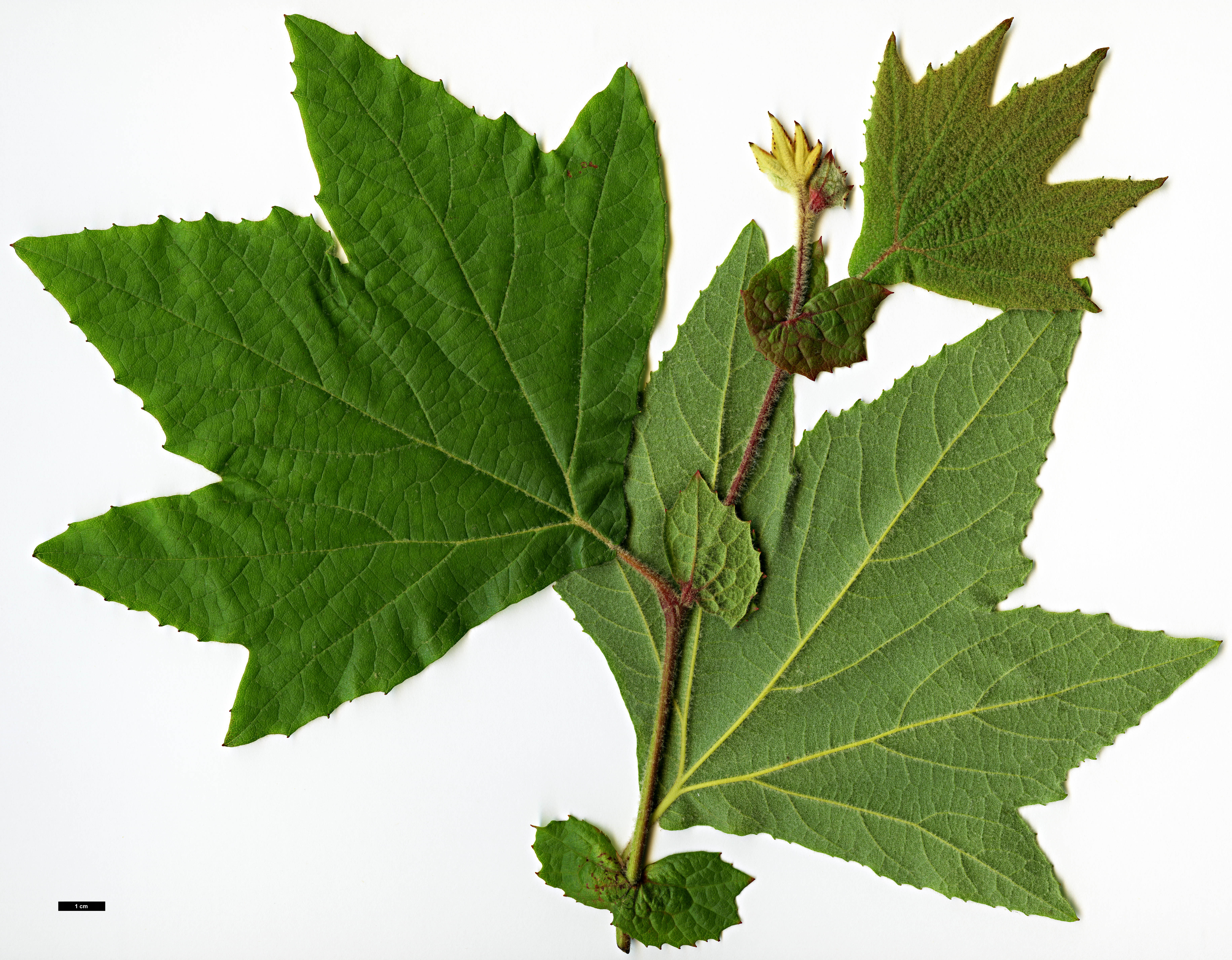 High resolution image: Family: Platanaceae - Genus: Platanus - Taxon: racemosa