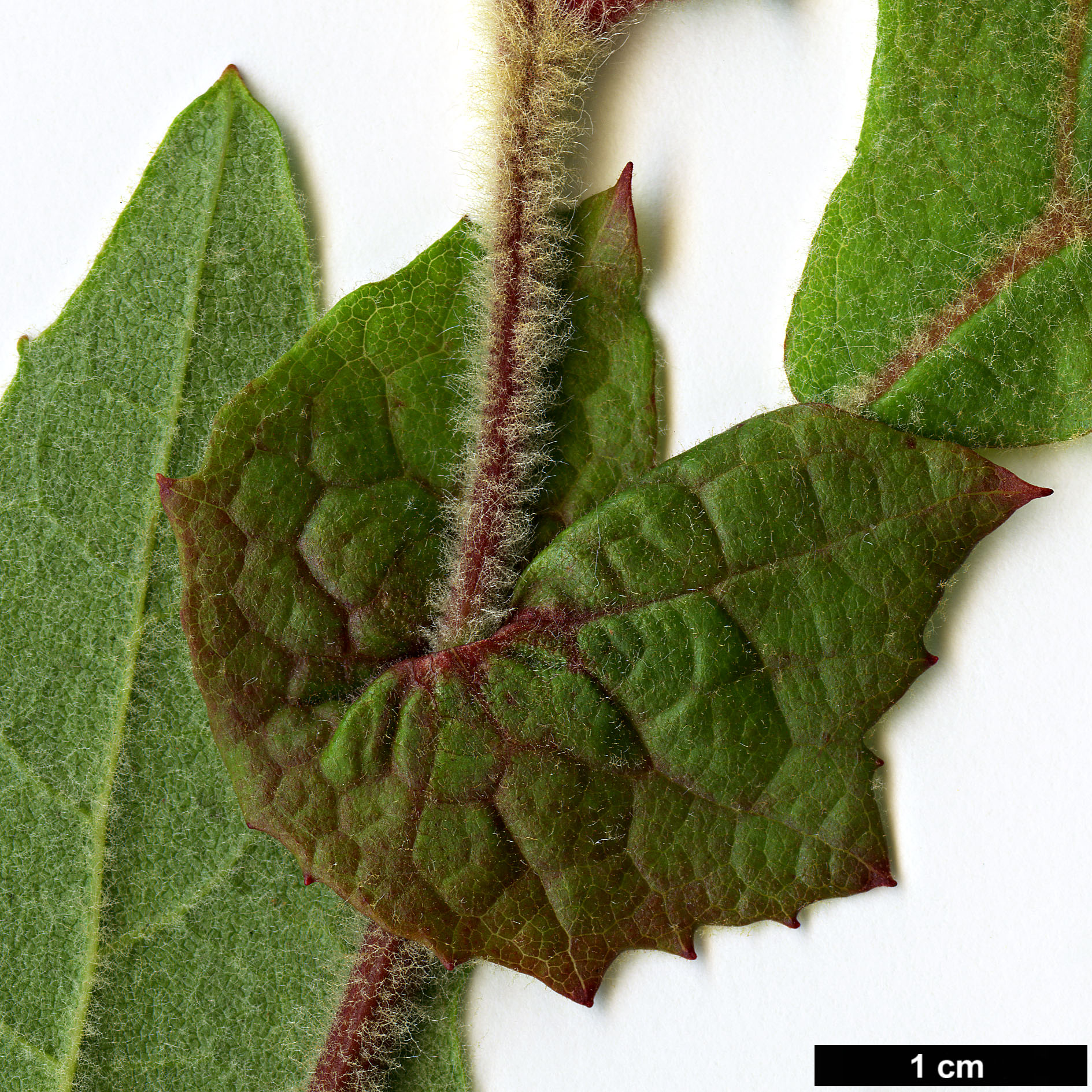 High resolution image: Family: Platanaceae - Genus: Platanus - Taxon: racemosa