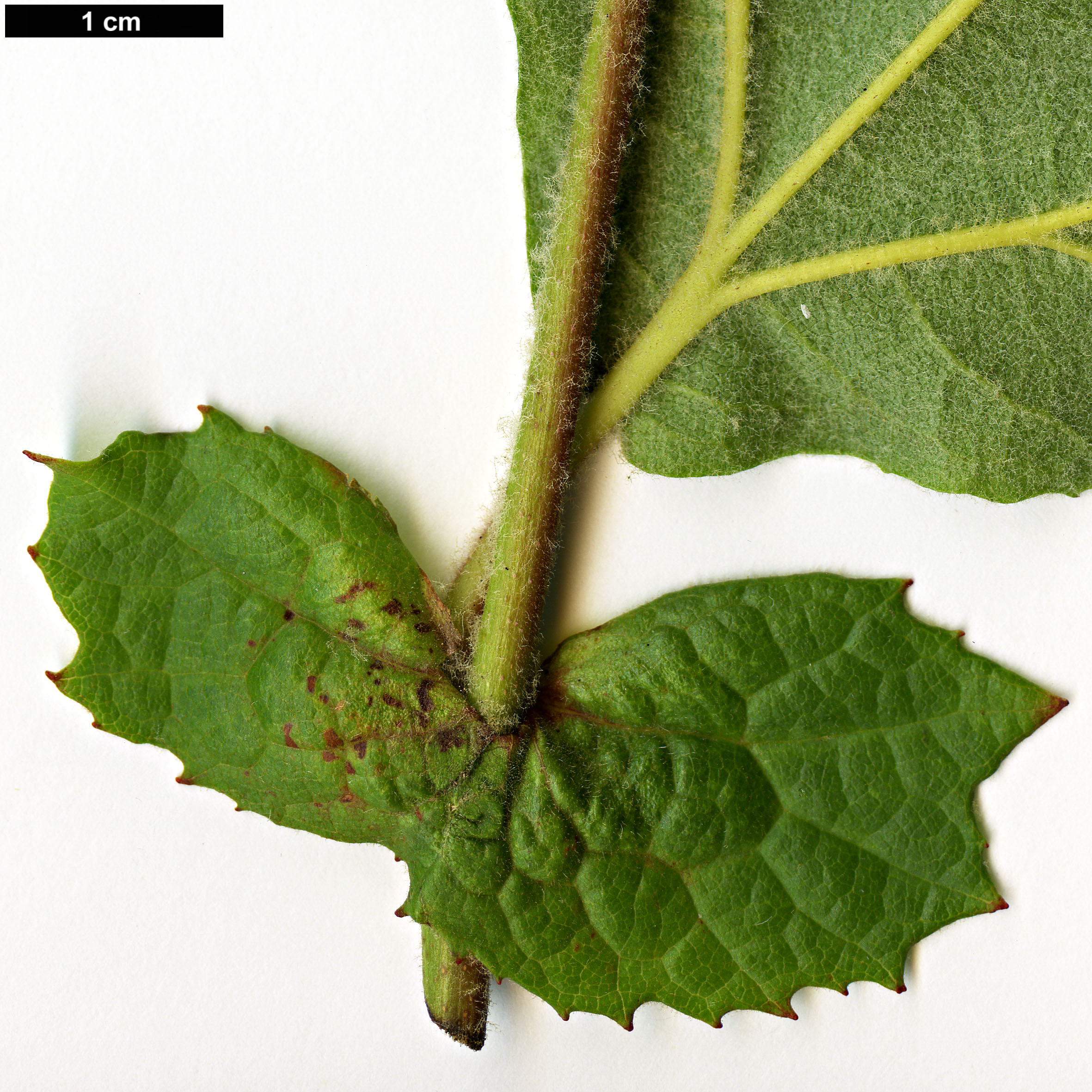 High resolution image: Family: Platanaceae - Genus: Platanus - Taxon: racemosa