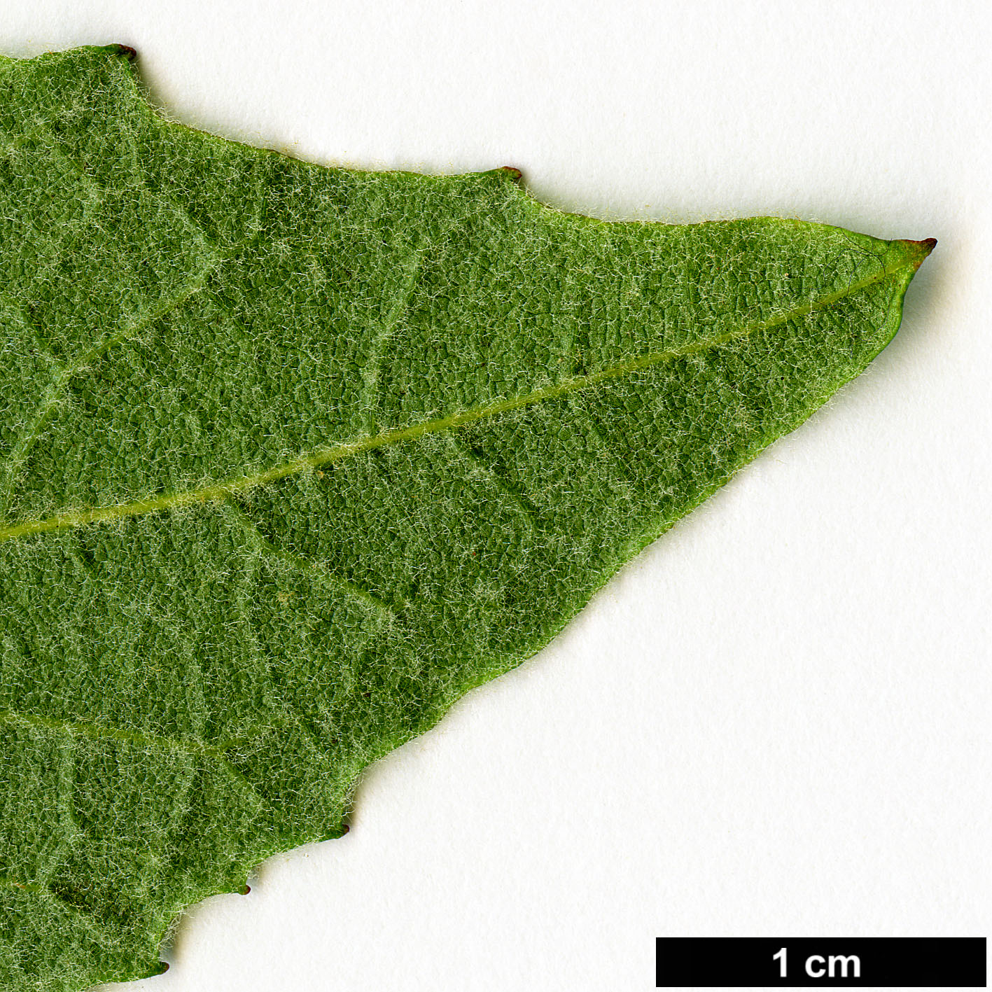 High resolution image: Family: Platanaceae - Genus: Platanus - Taxon: racemosa