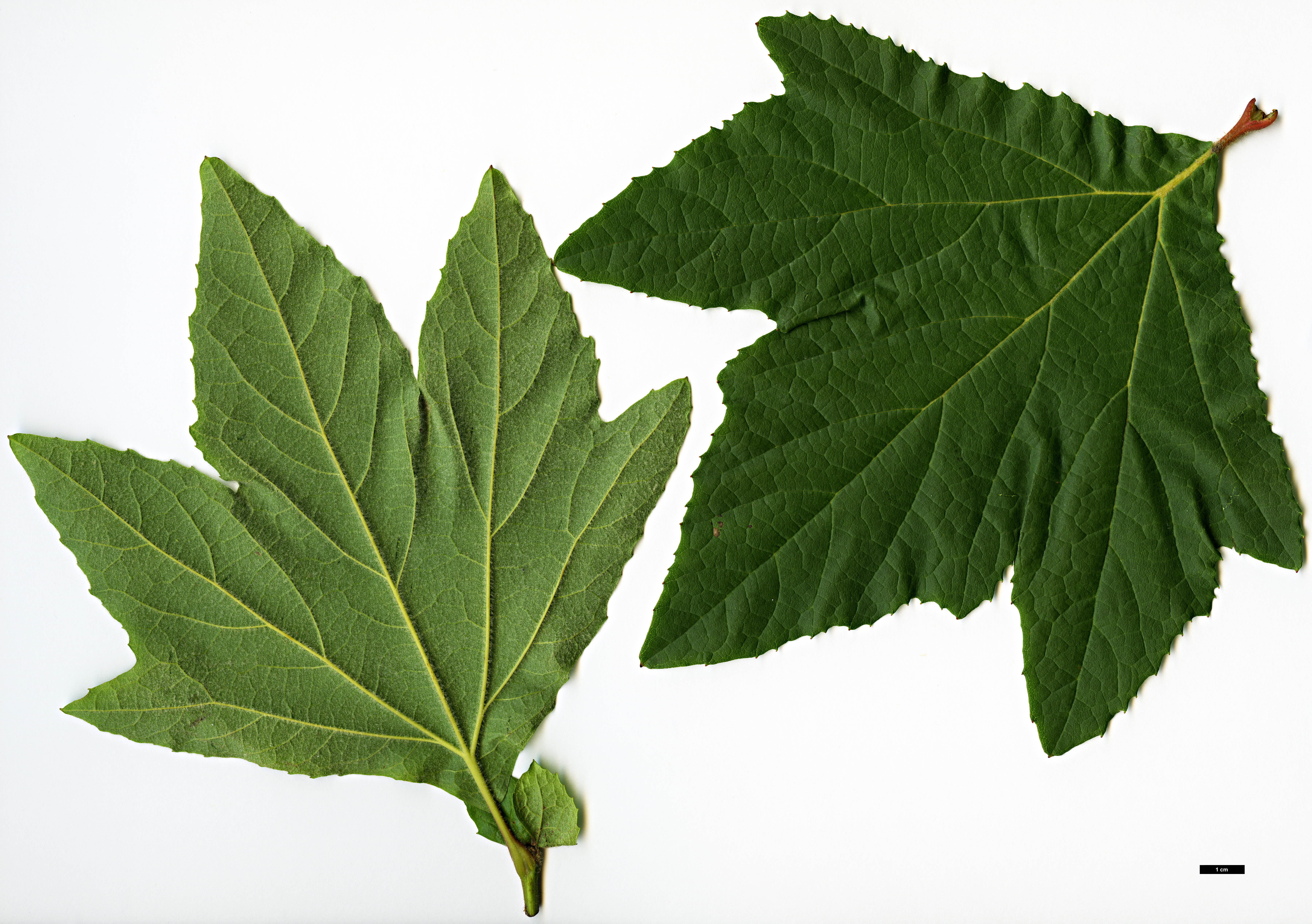 High resolution image: Family: Platanaceae - Genus: Platanus - Taxon: racemosa