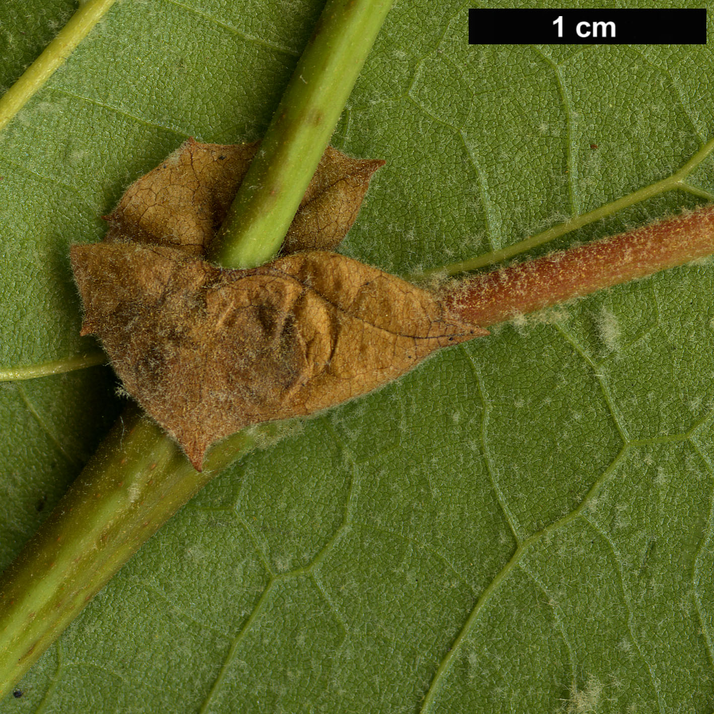 High resolution image: Family: Platanaceae - Genus: Platanus - Taxon: wrightii