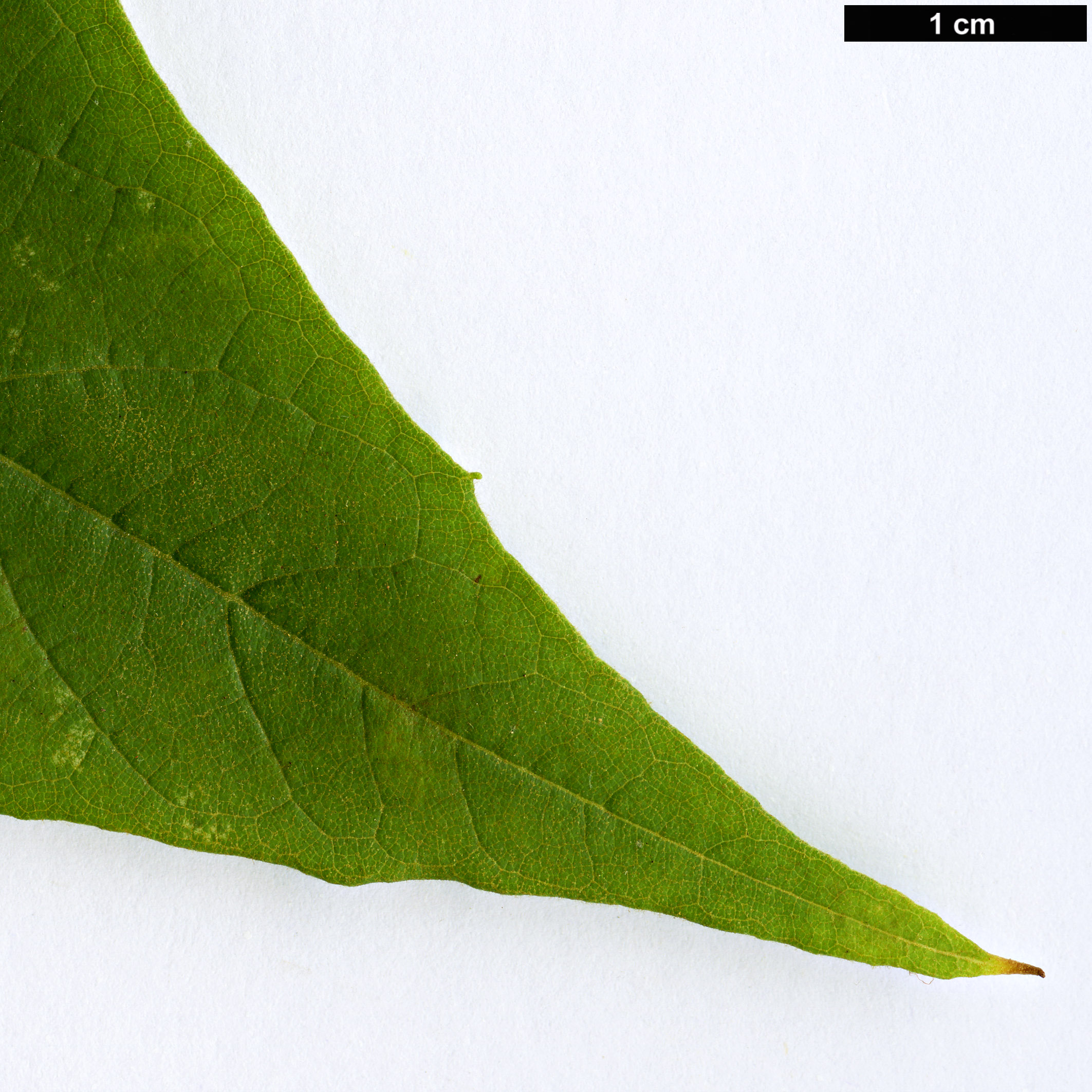 High resolution image: Family: Platanaceae - Genus: Platanus - Taxon: wrightii