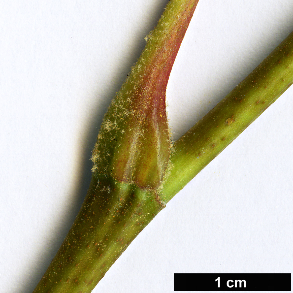 High resolution image: Family: Platanaceae - Genus: Platanus - Taxon: wrightii