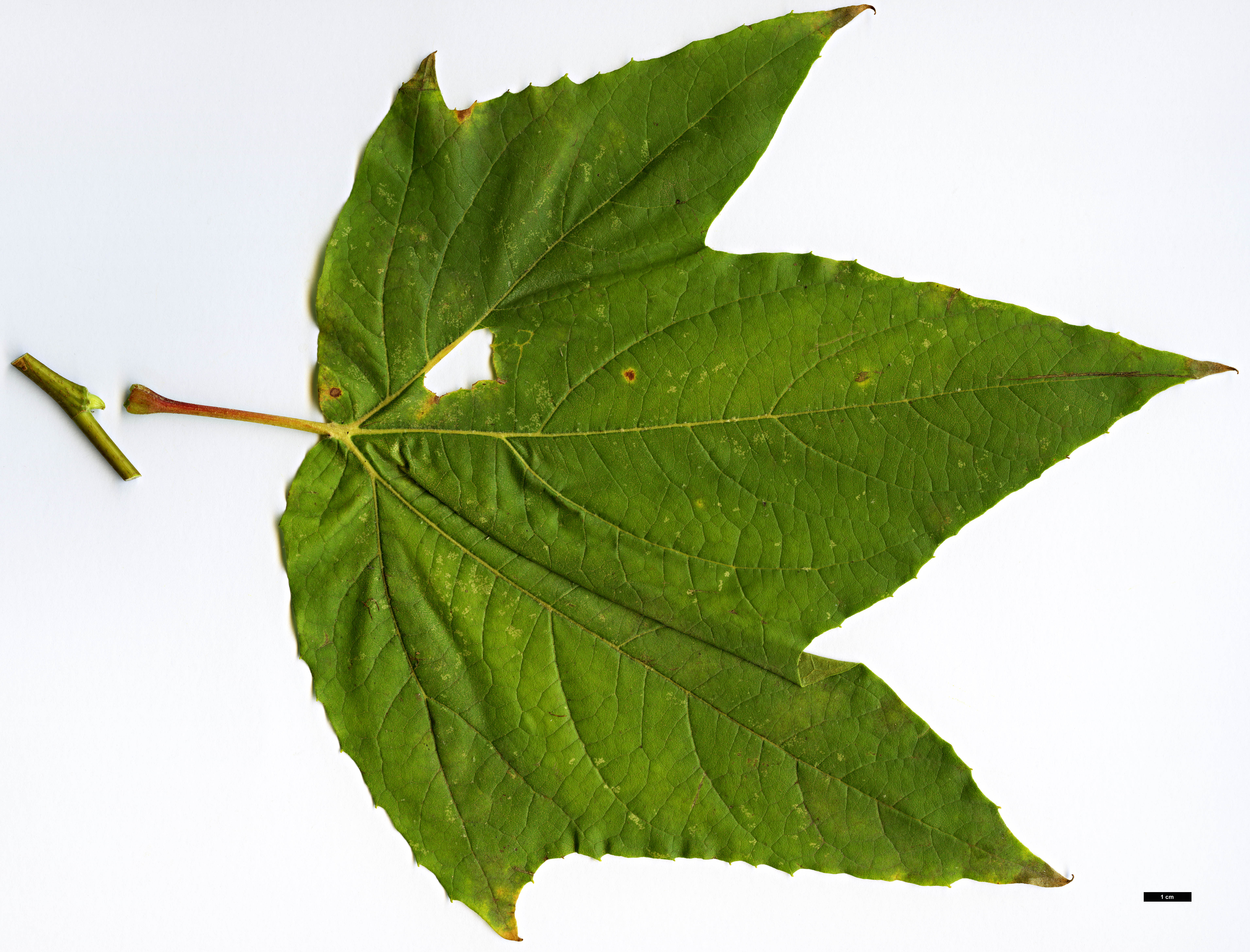 High resolution image: Family: Platanaceae - Genus: Platanus - Taxon: wrightii