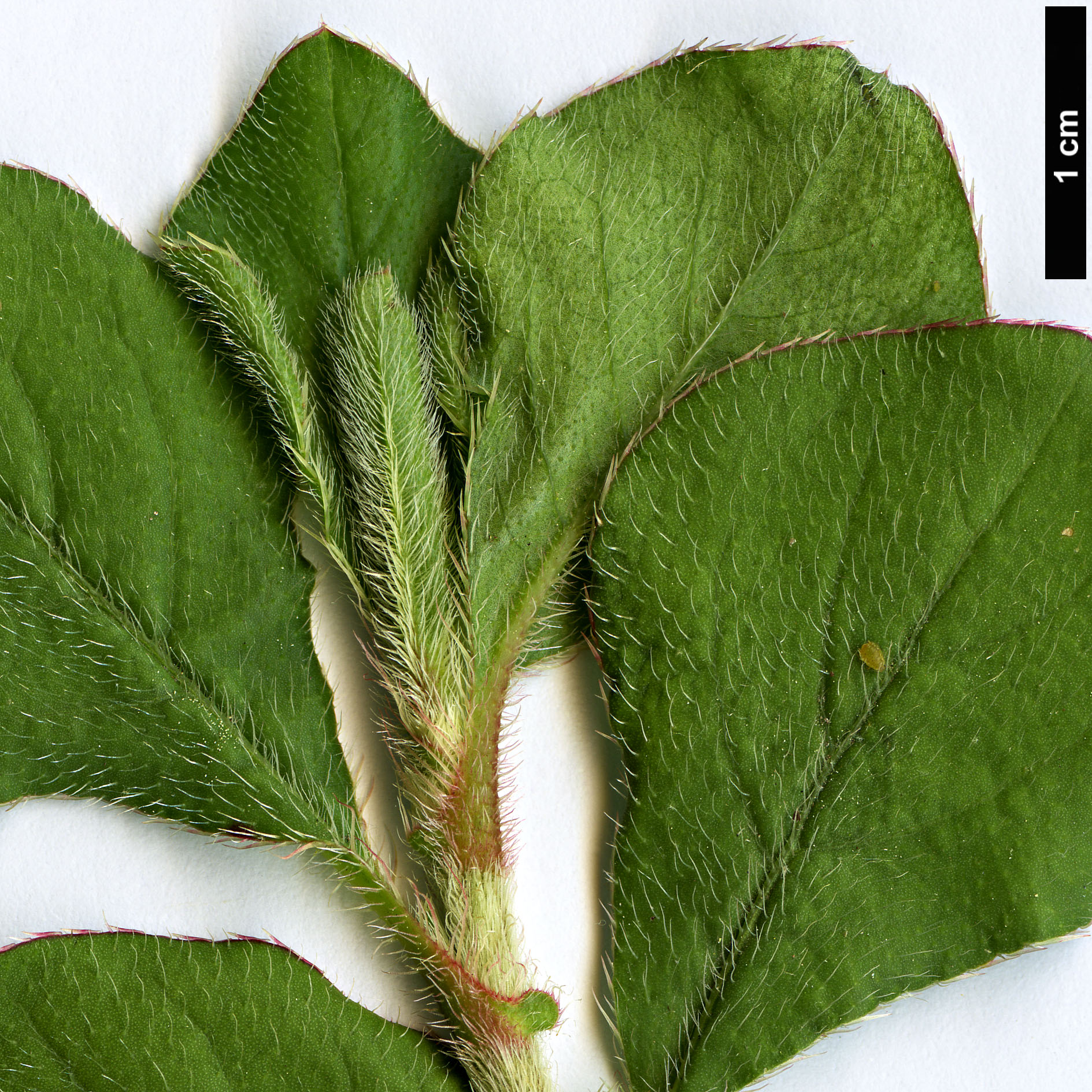 High resolution image: Family: Plumbaginaceae - Genus: Ceratostigma - Taxon: griffithii